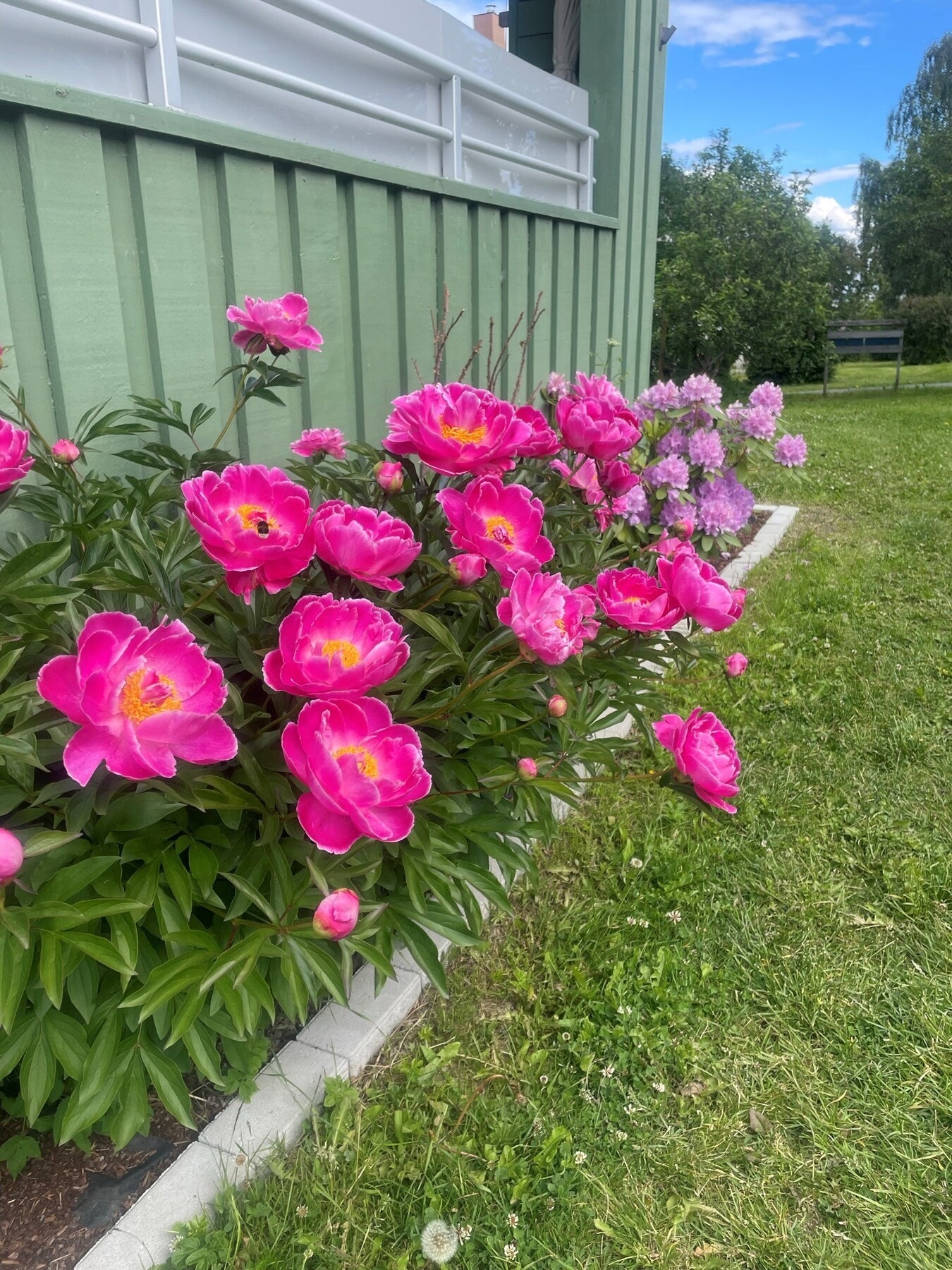 Grønt og frodig utenfor på sommerstid. Bilde tatt av selger. Galleribilde