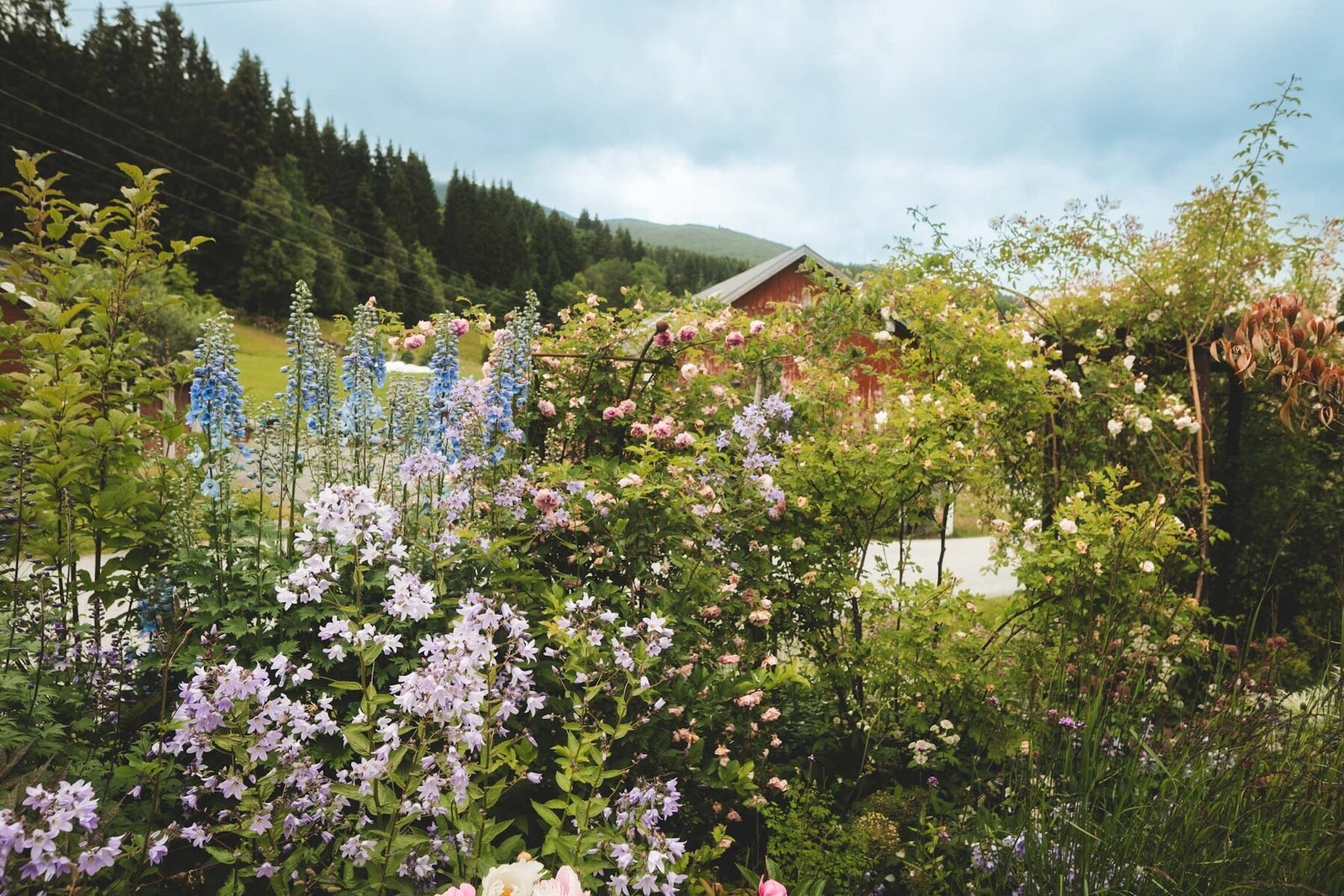 Frodige sommerblomster.
Foto Nomads Photography Galleribilde