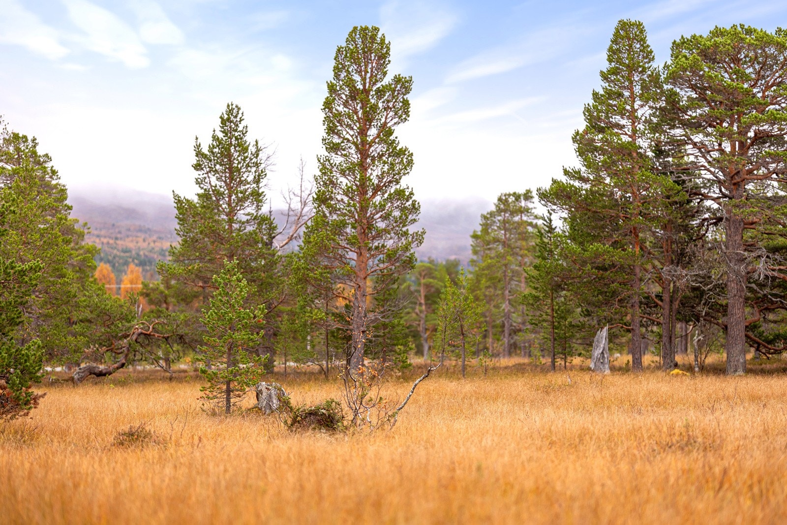 Området byr på familievennlige turer så vel som krevende toppturer, hvor klassikeren Storhornet er den mest populære. Galleribilde