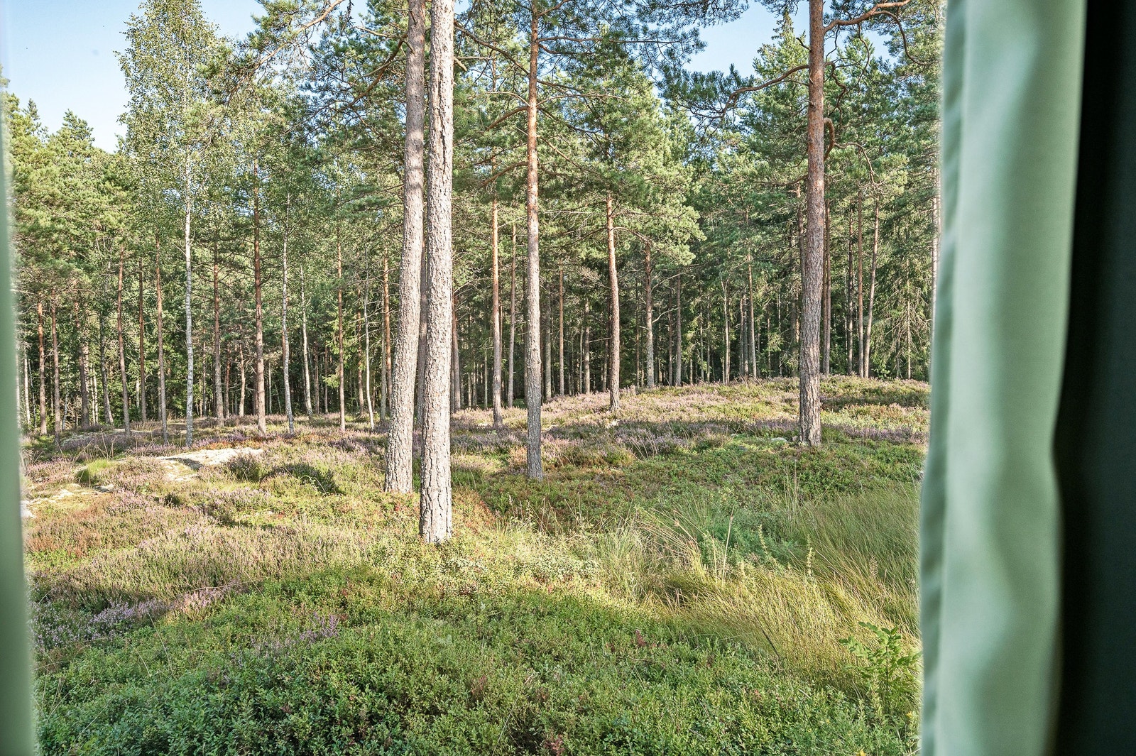 På kväll och morgon kan skogens smådjur synas här och att vakna till fåglarnas kvitter är underbart. Galleribilde