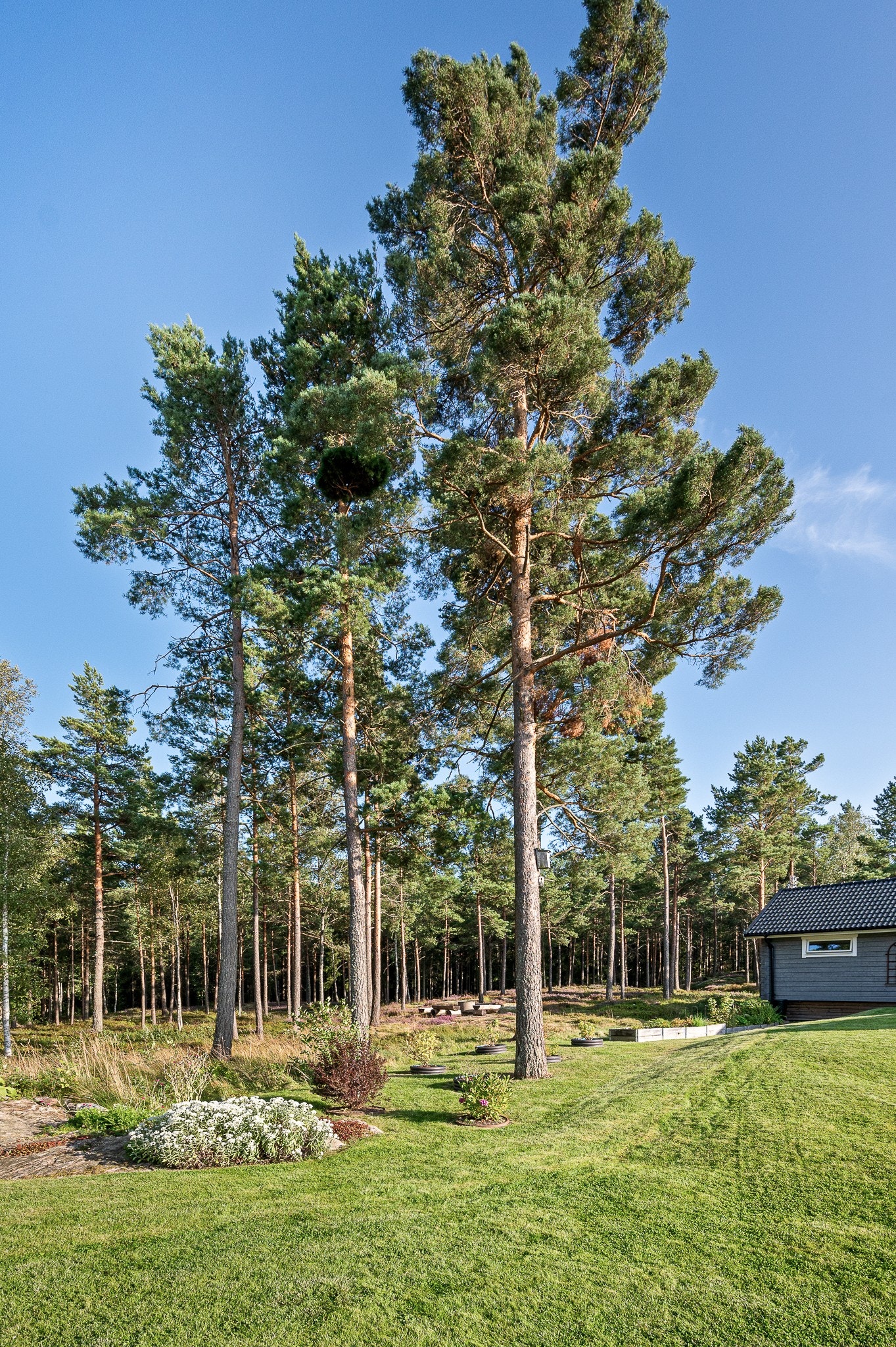Så fint med stora välplanerade ytor och närheten till skogen Galleribilde