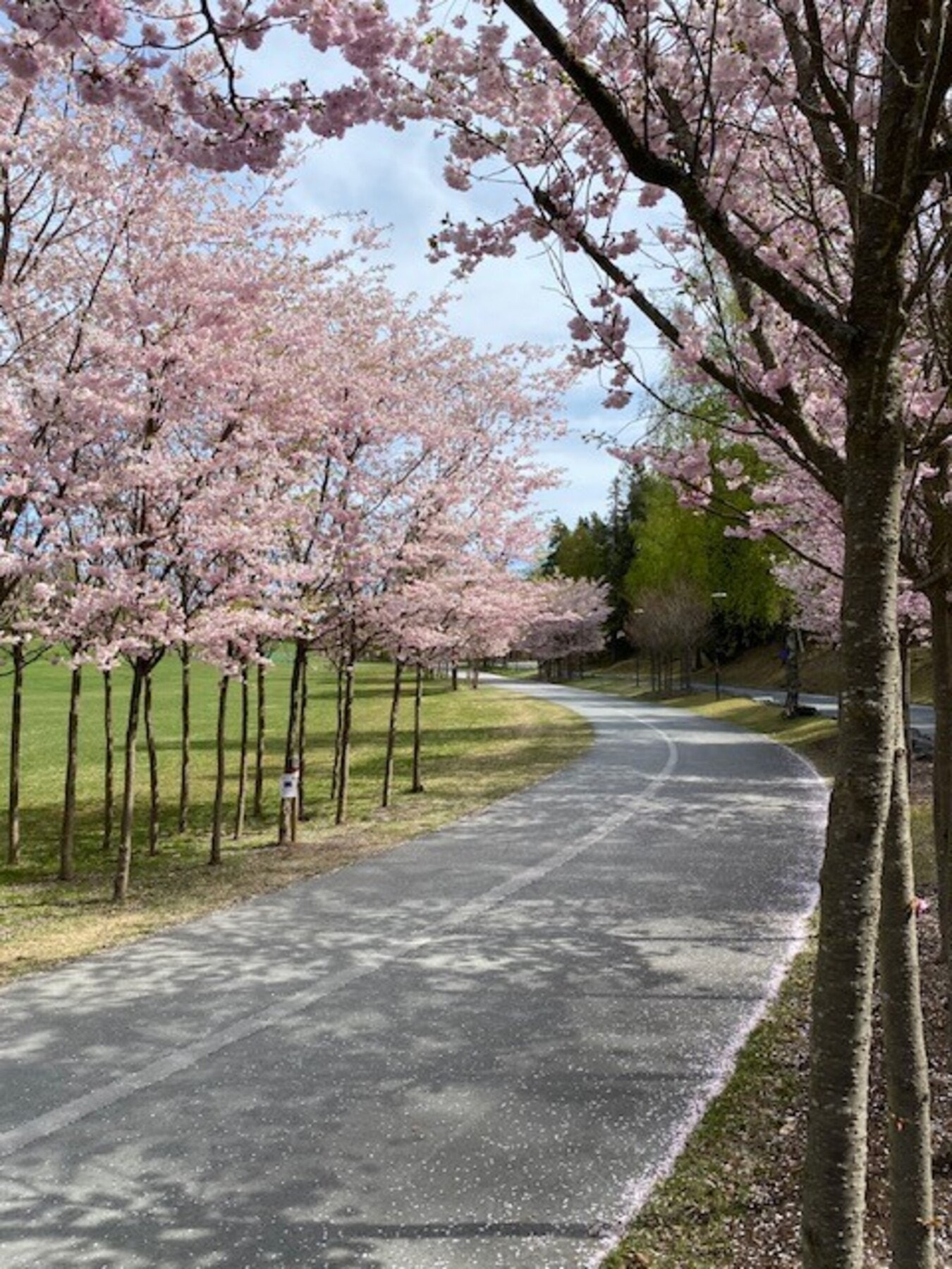 Frodig nærmiljø - fra Veritasparken i blomstring Galleribilde