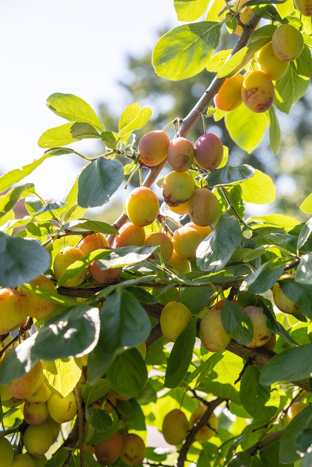 Plommetre på fellesområdet. Galleribilde