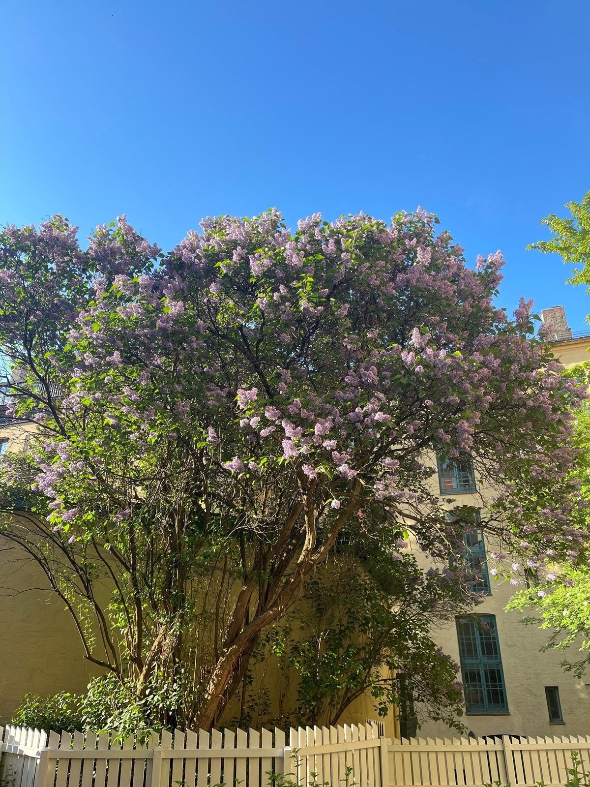 Flotte trær og diverse beplantning i bakgården Galleribilde