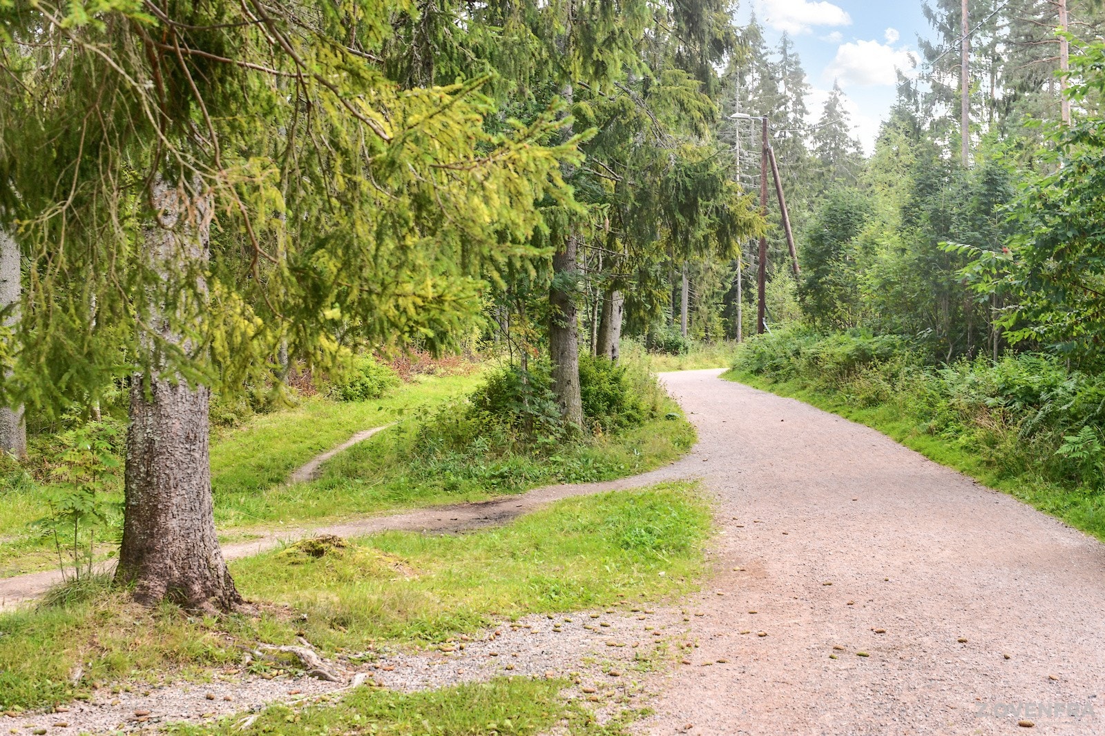 Kort vei til marka. Galleribilde