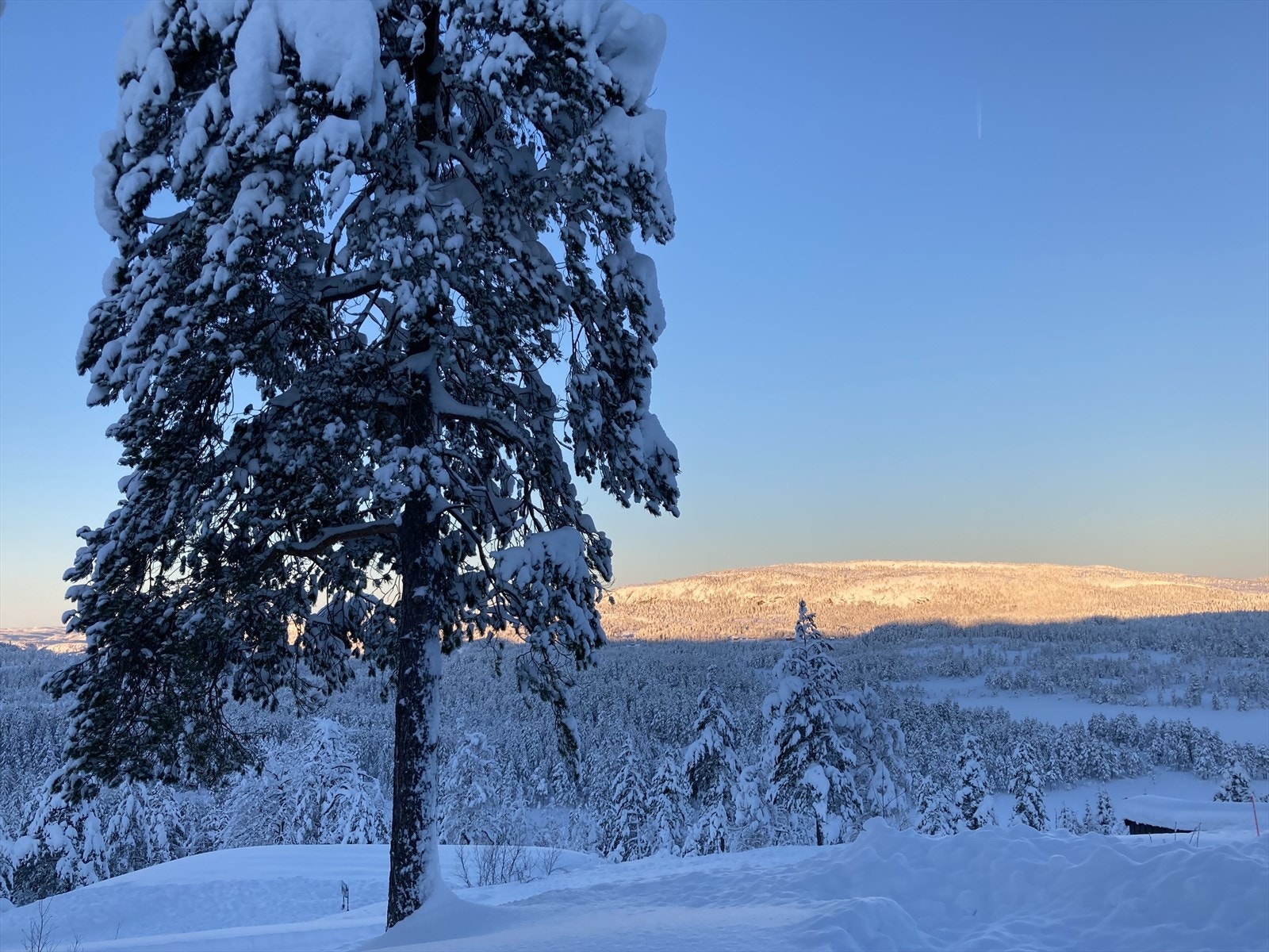 Bilde tatt av selger Galleribilde