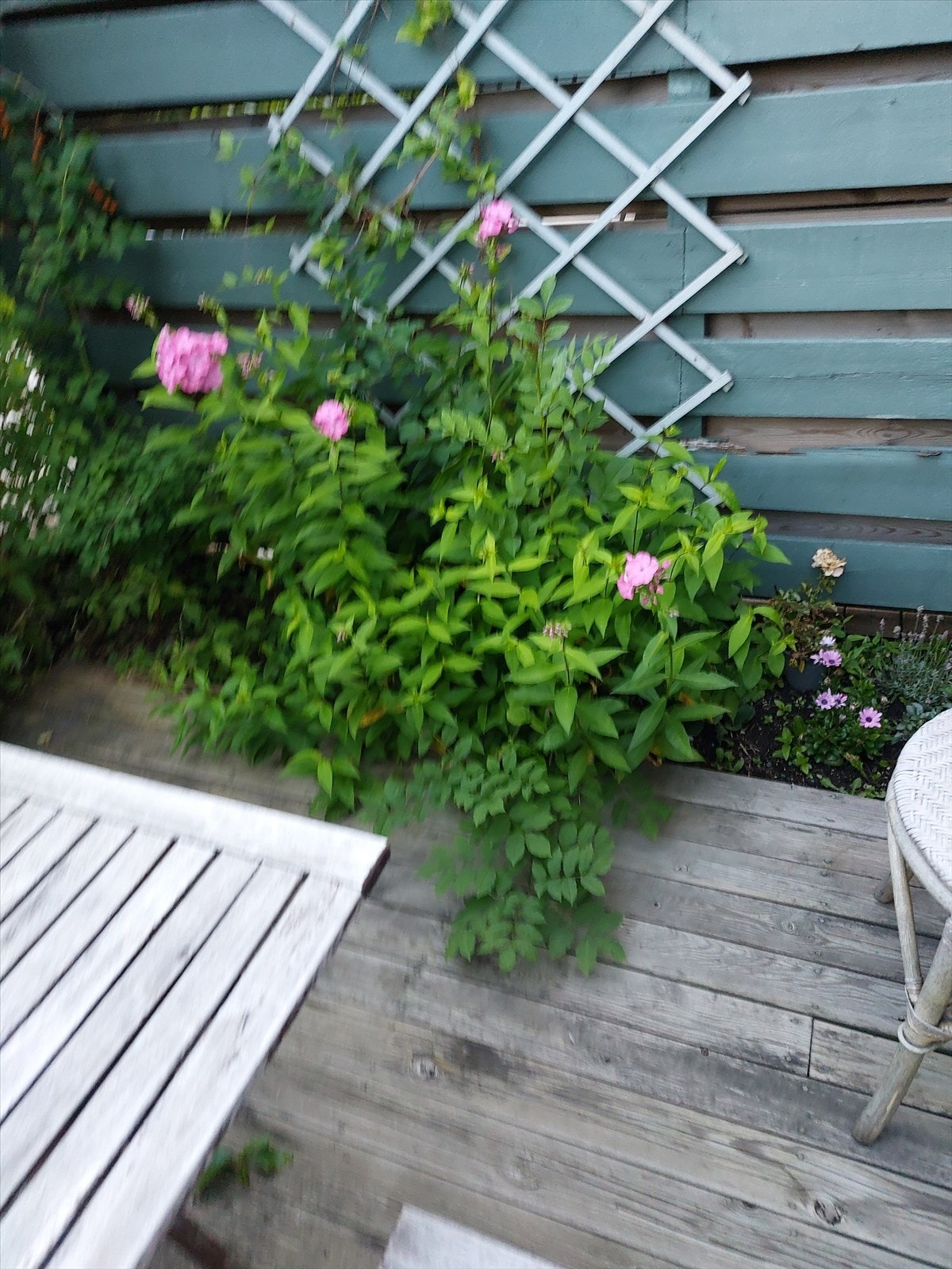 Det blomstrer fint i leveggen i sommerhalvåret - selgers eget bilde Galleribilde