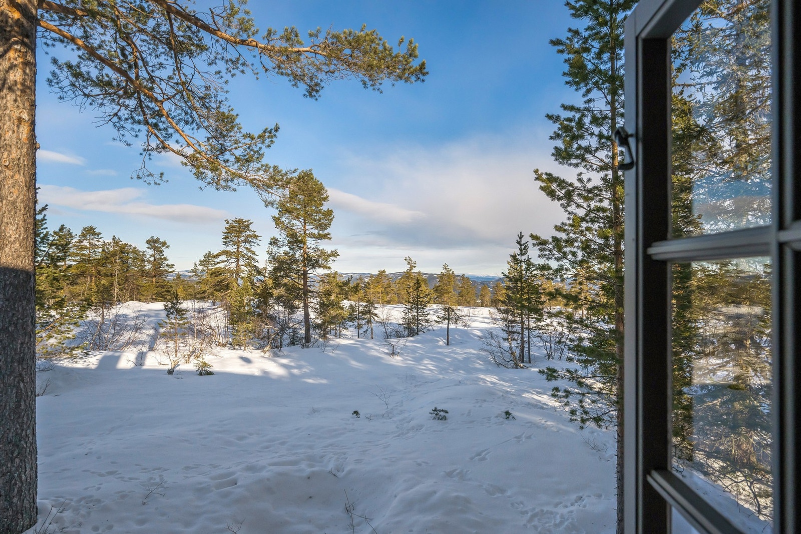 Idyllisk med yrende dyreliv rett på utsiden av vinduet Galleribilde