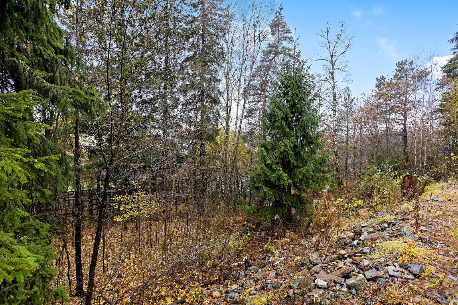 Tomten skrånende Galleribilde