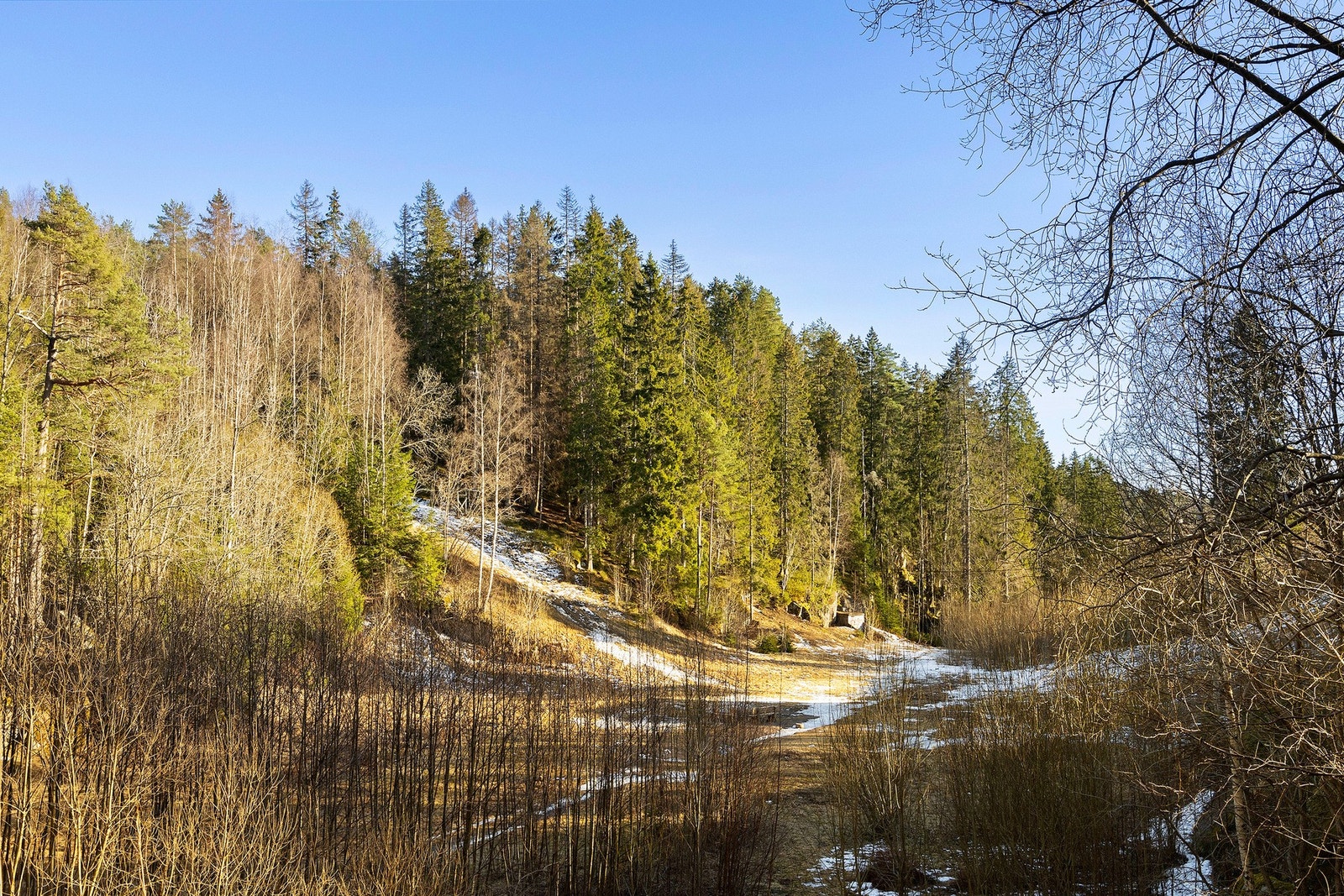 Østmarka som nærmest nabo Galleribilde