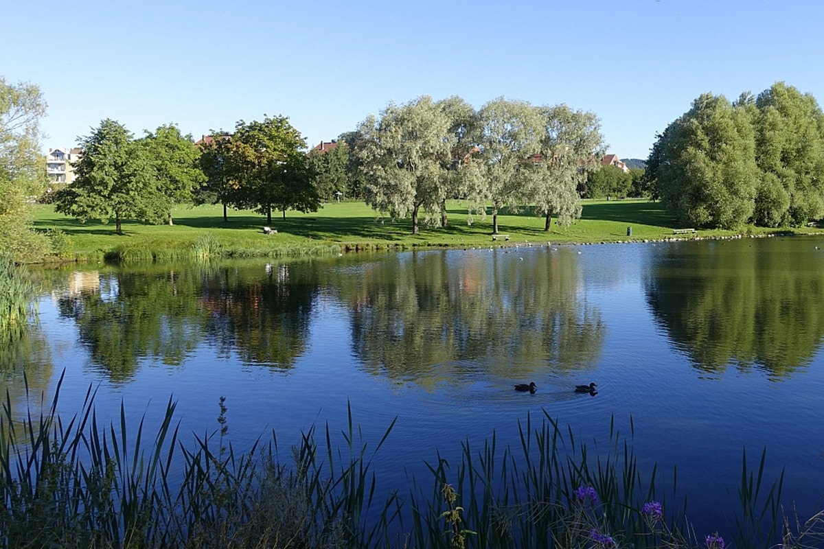 Områdebilde - Hovindammen er perfekt for en gåtur. Galleribilde
