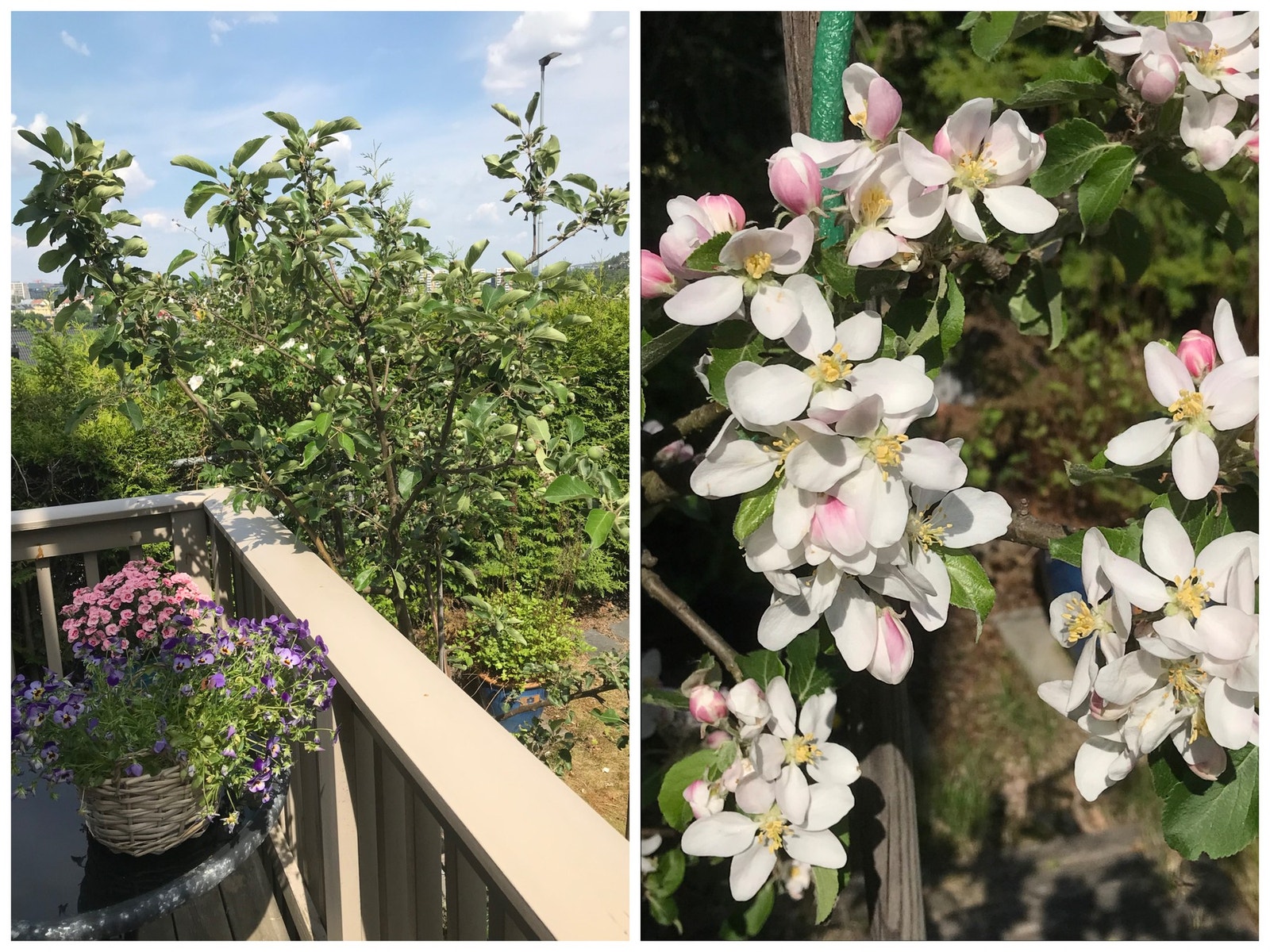 Det er bare å glede seg til vår og sommer! Selgers eget bilde fra sommerstid. Galleribilde