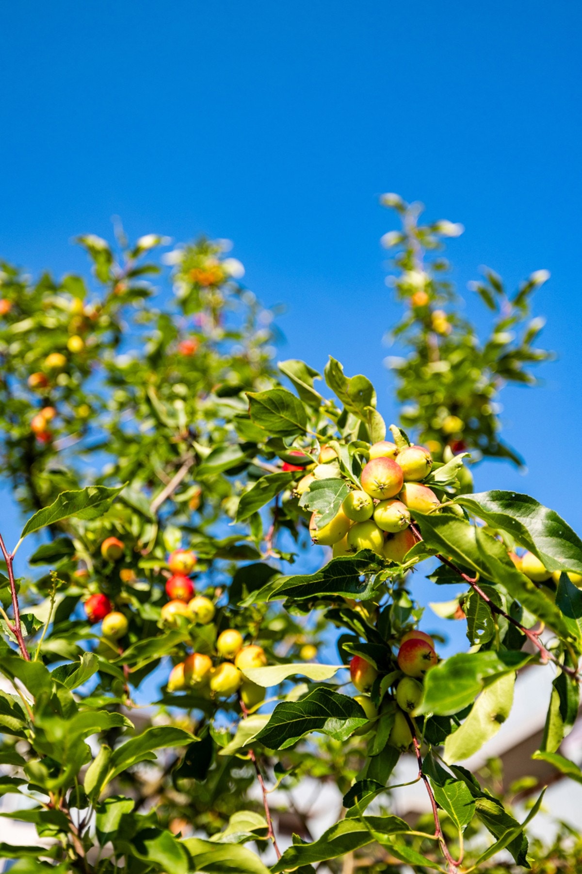 Detaljbilde Galleribilde