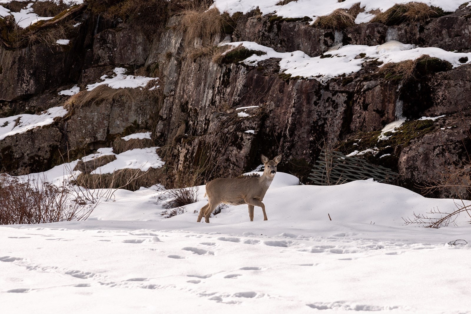 Her bor du i et fredelig nabolag hvor rådyrene stadig titter innom. Galleribilde