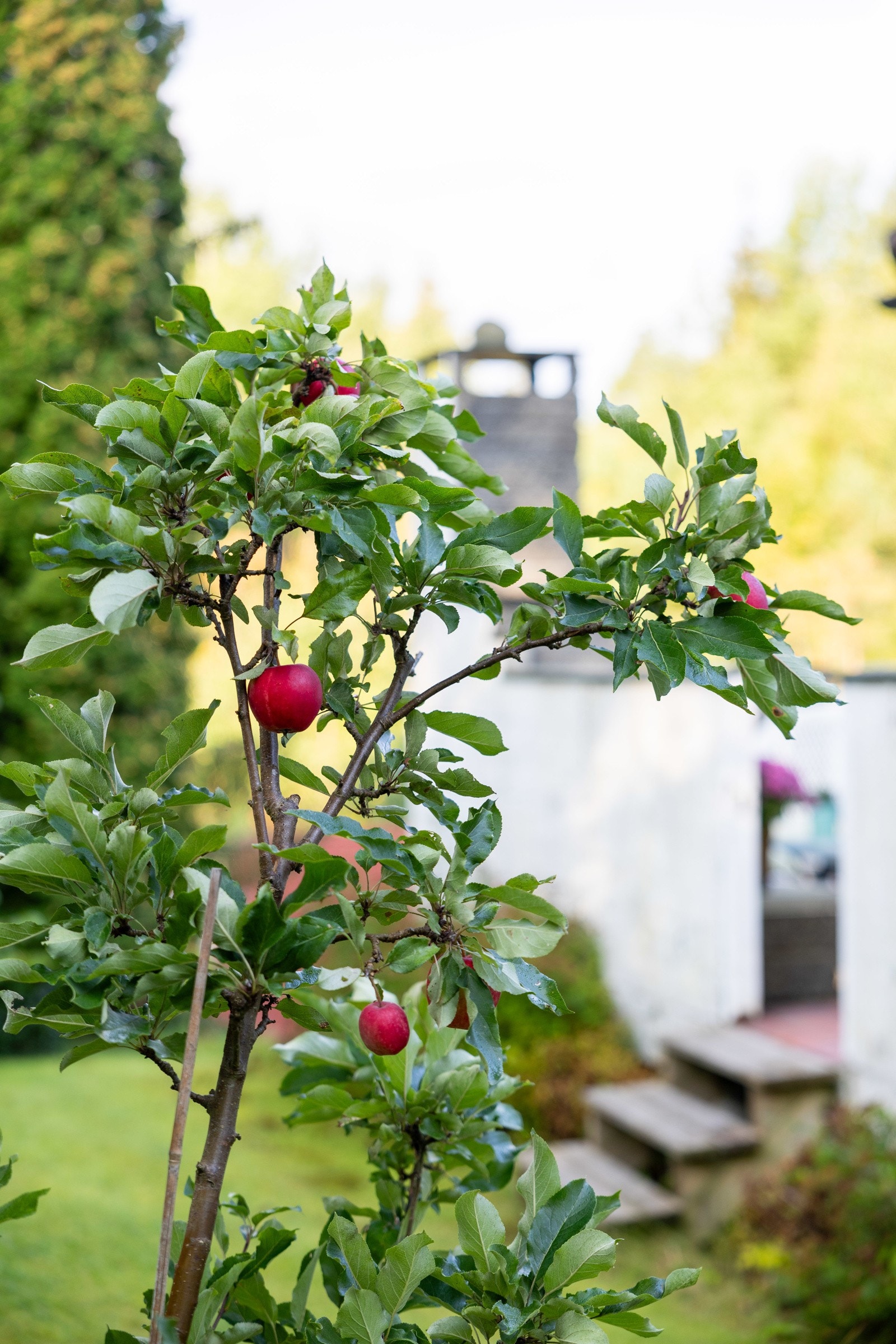 Epletre i hagen. Galleribilde