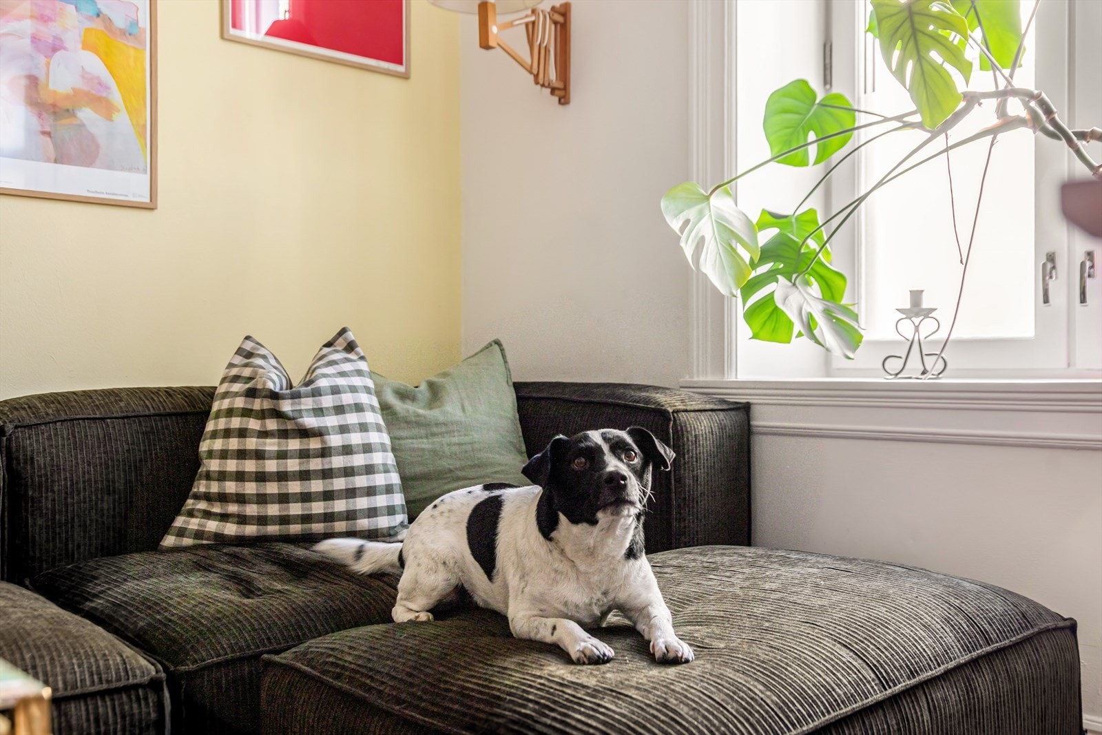 Bobby kan også garantere høy trivelsfaktor i leiligheten! Galleribilde