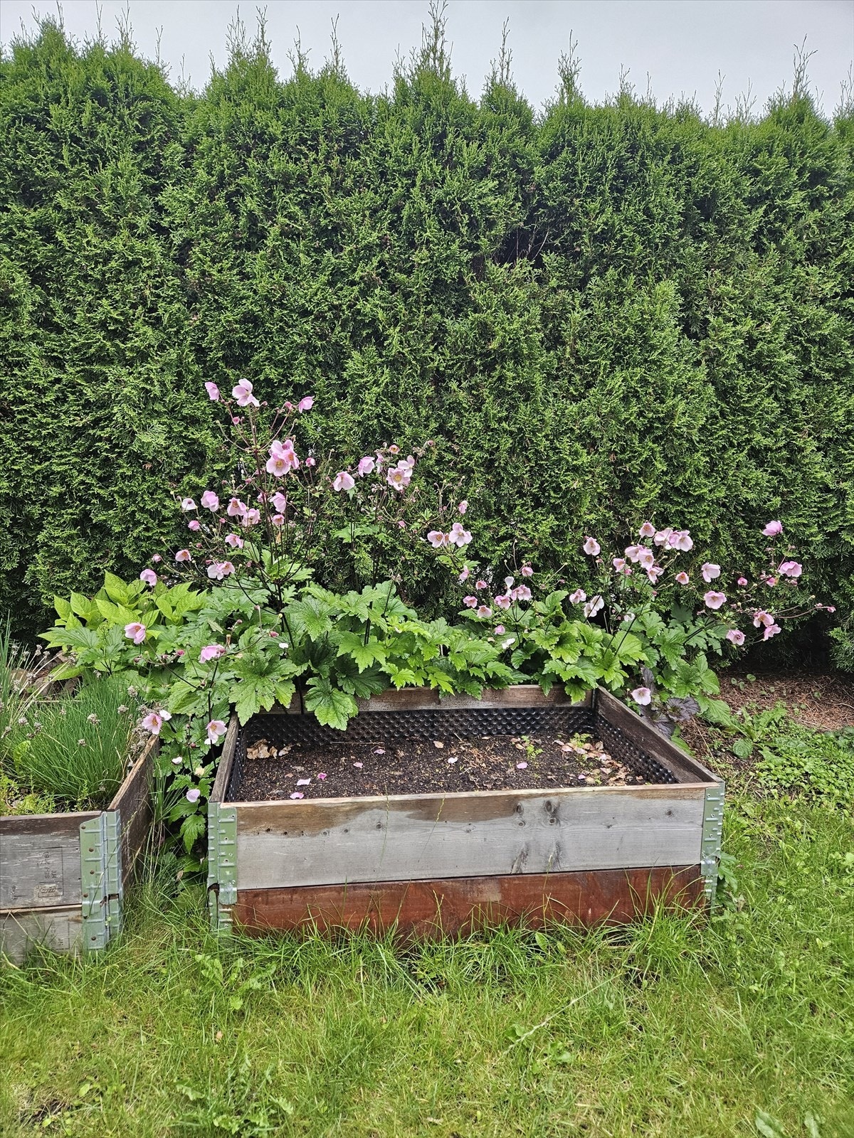 Hageområde (sommerbilde) - Selgers bilde Galleribilde