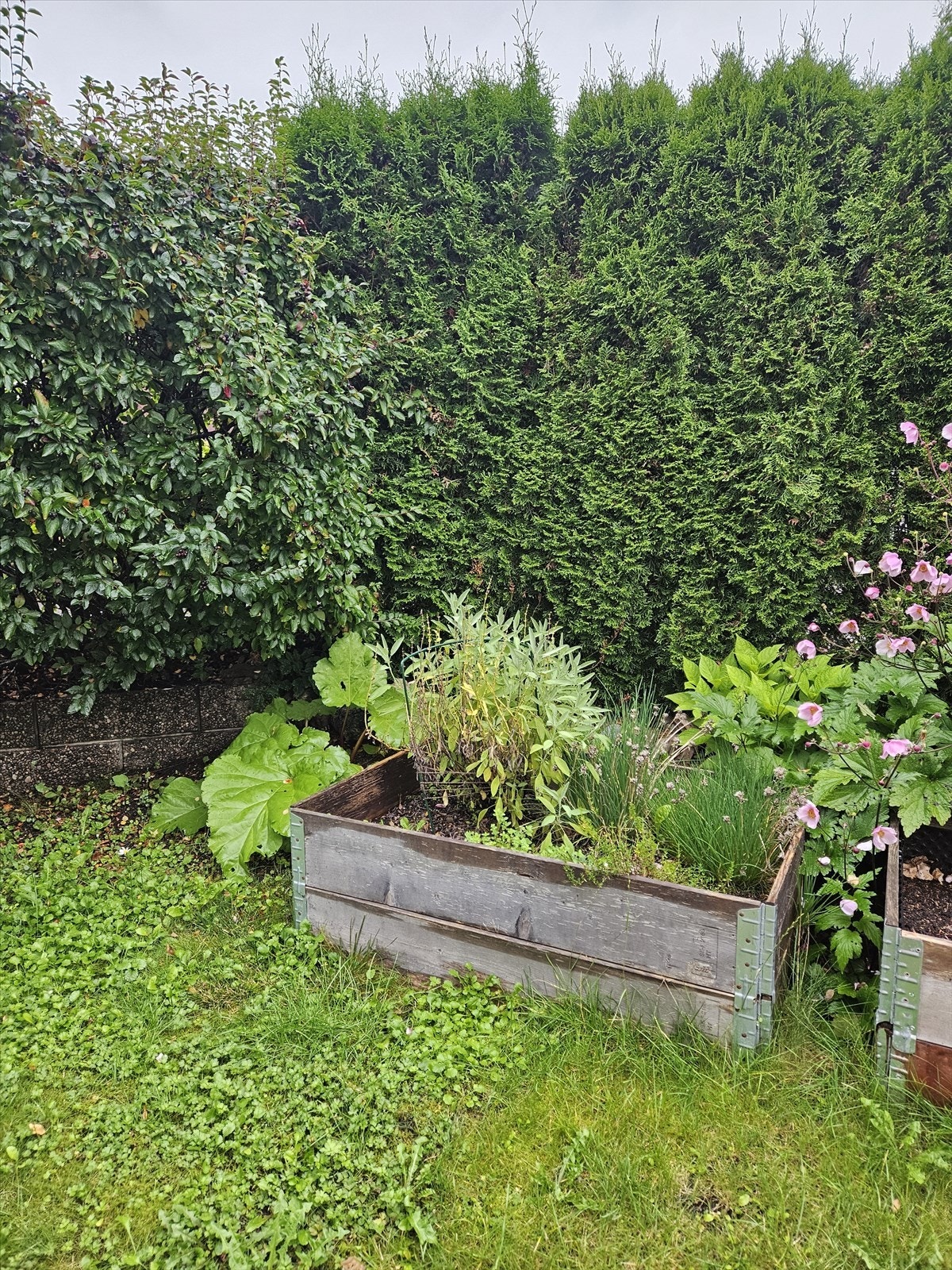 Hageområde (sommerbilde) - Selgers bilde Galleribilde