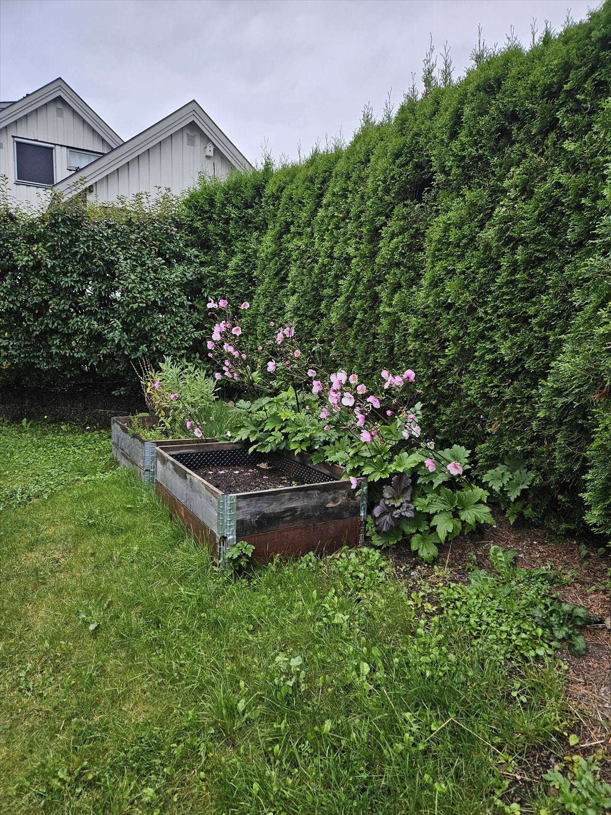 Hageområde (sommerbilde) - Selgers bilde Galleribilde