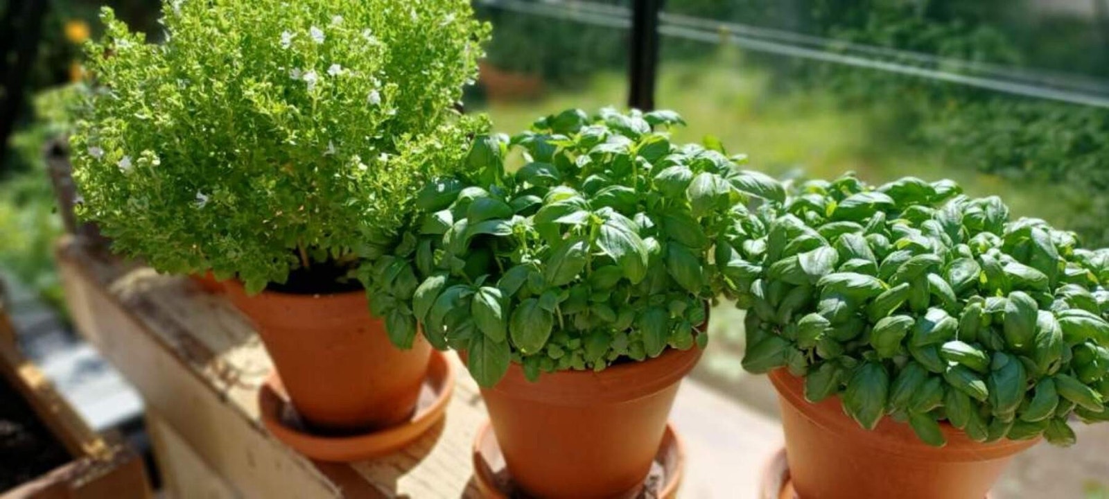 selgers bilde Galleribilde