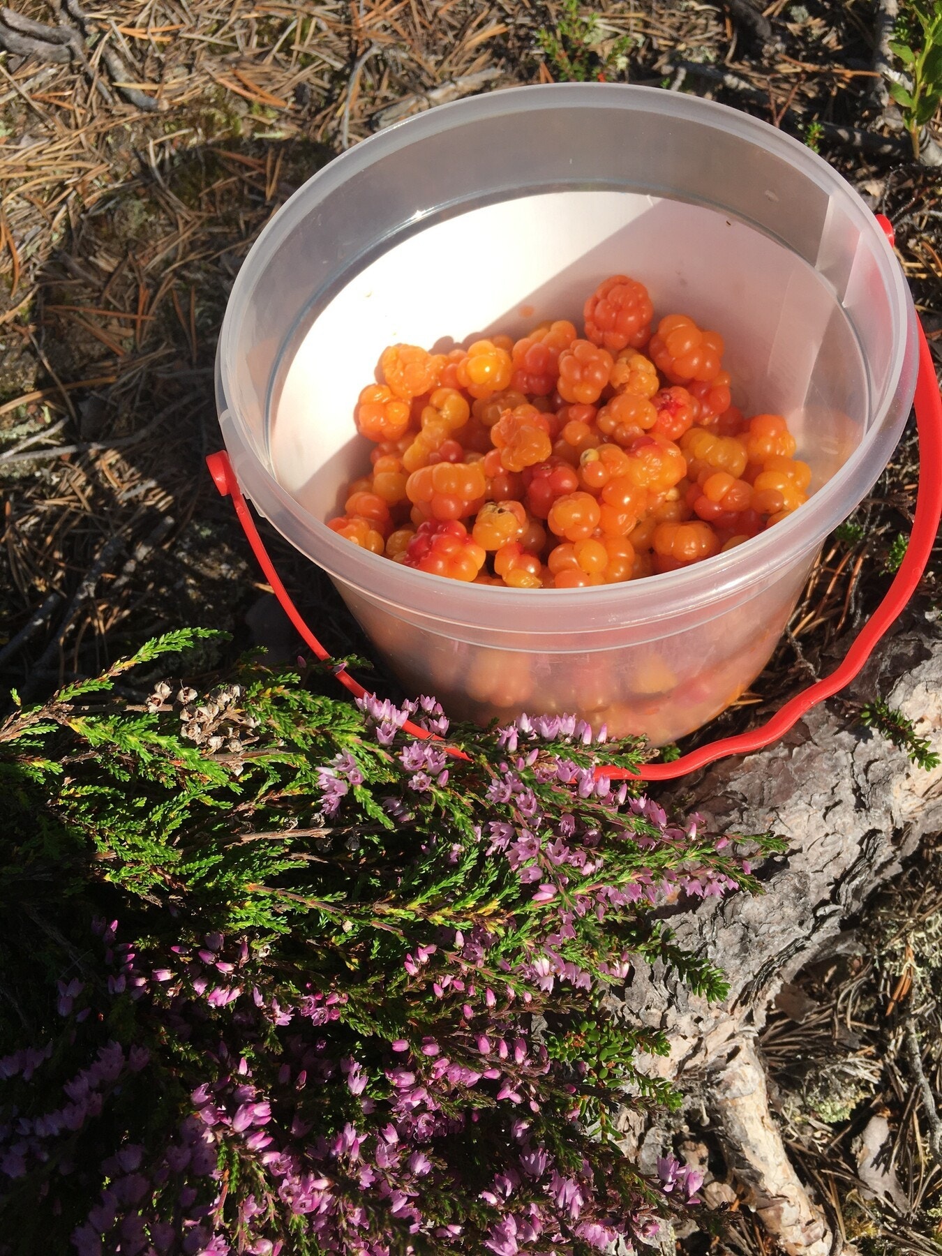 Privat foto Galleribilde