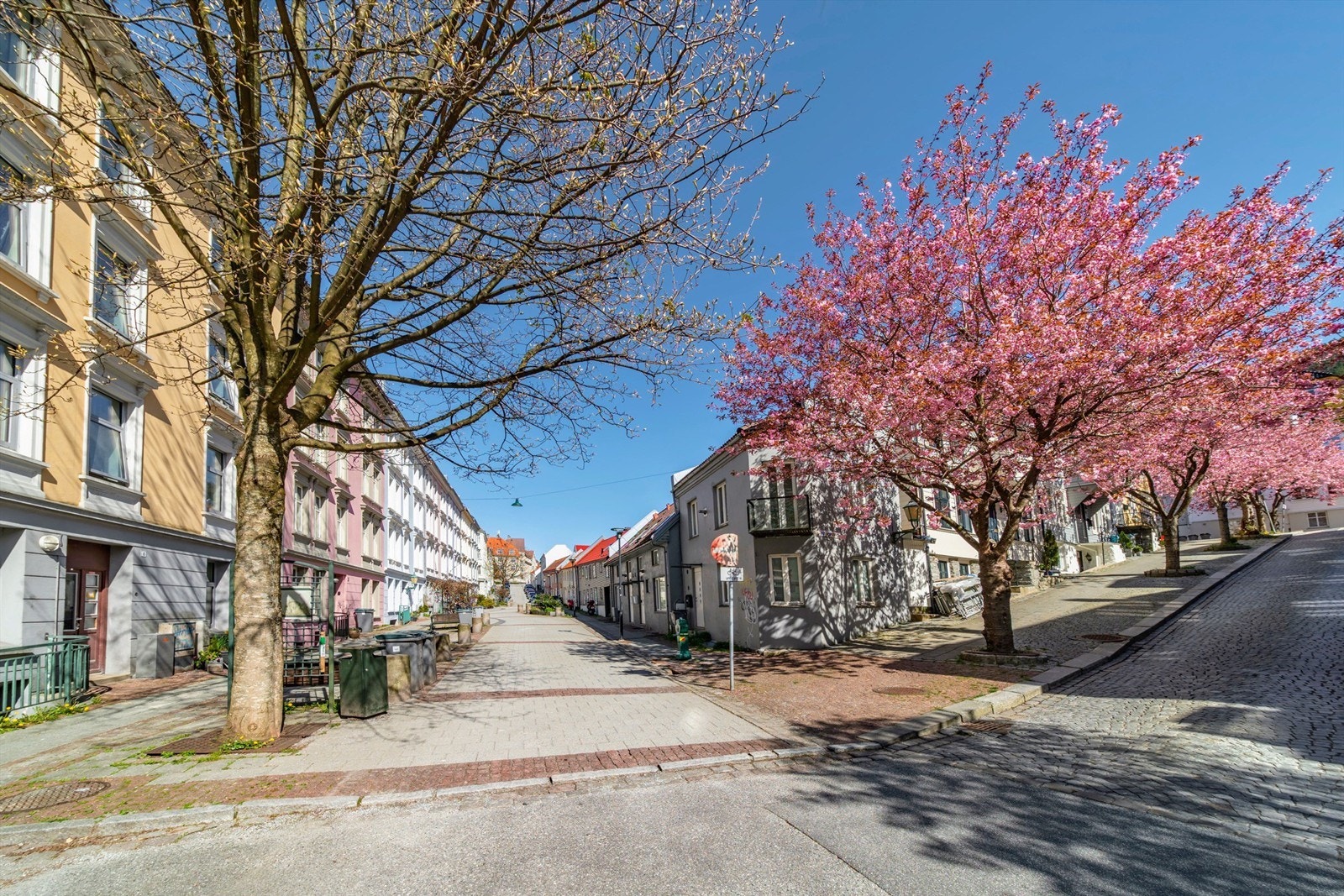 - Selgers eget bilde fra en nydelig vår-/sommerdag når de japanske kirsebærtrærne blomstrer i gaten - Galleribilde