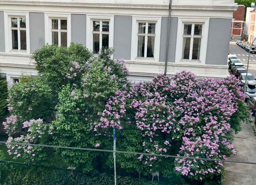I forhagen vokser klatreplanter langs gjerdet og frodige trær skaper en grønn idyll. Galleribilde