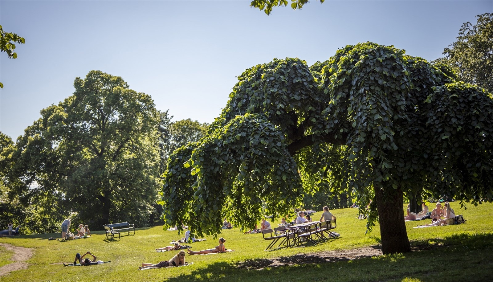 Det er kort vei til St. hanshaugparken Galleribilde