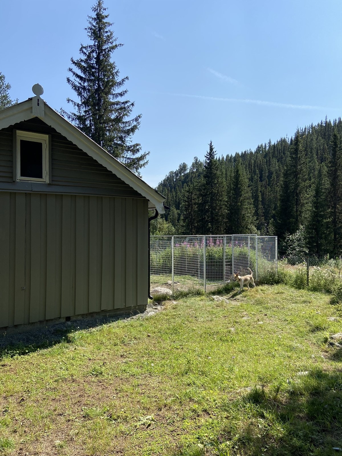 Sommerbilde fra hytta. Romslig hundegård i tilknytning til hytta, med utgant til større inngjerdet område Galleribilde