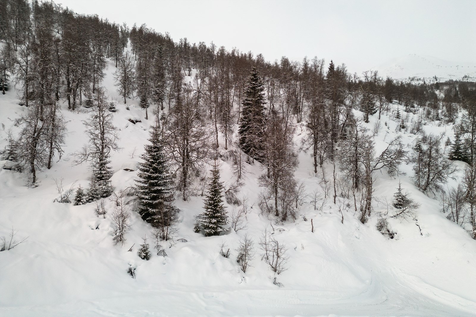 Den største tomten sett forfra. Galleribilde