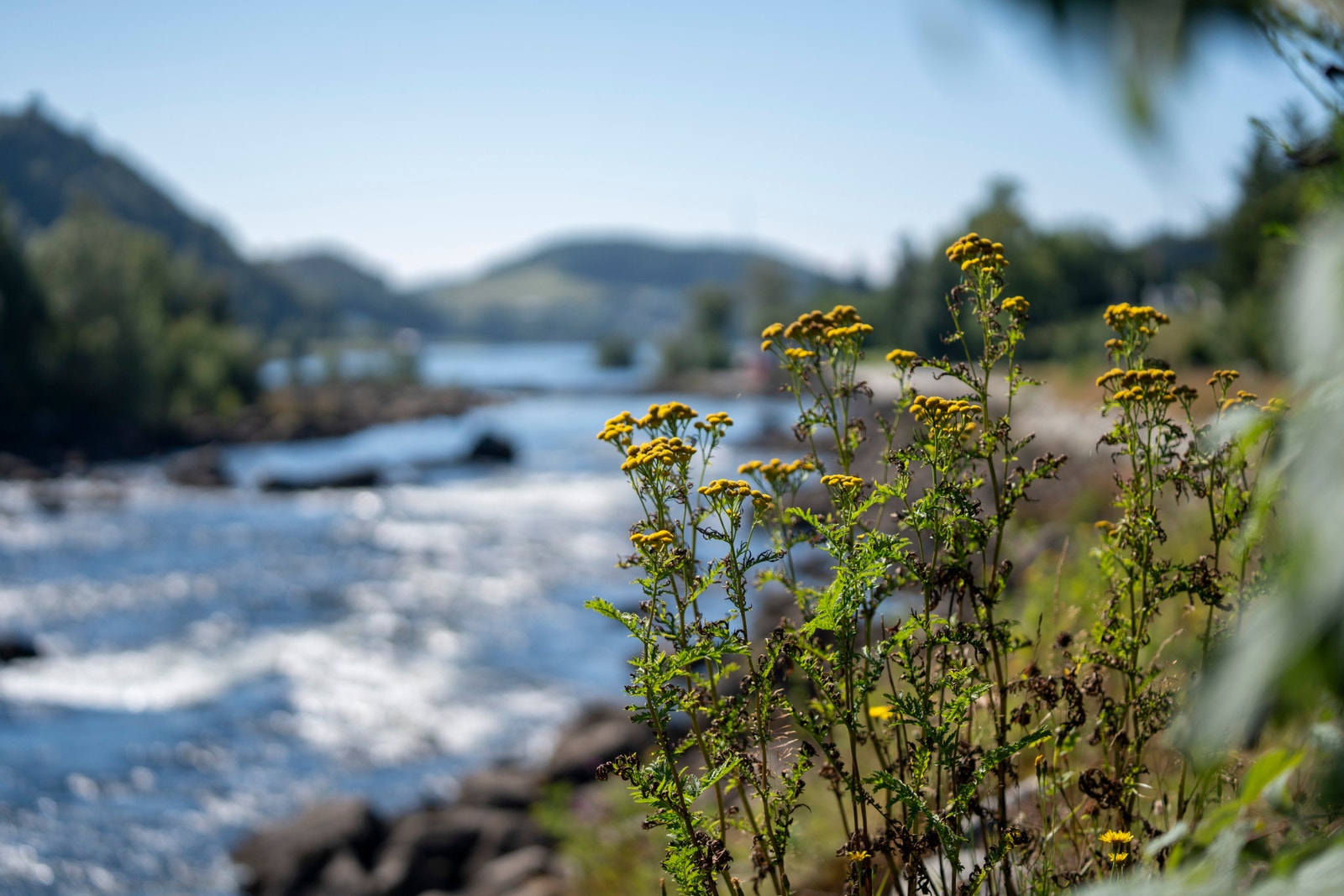 Lakseelv i umiddelbar nærhet Galleribilde