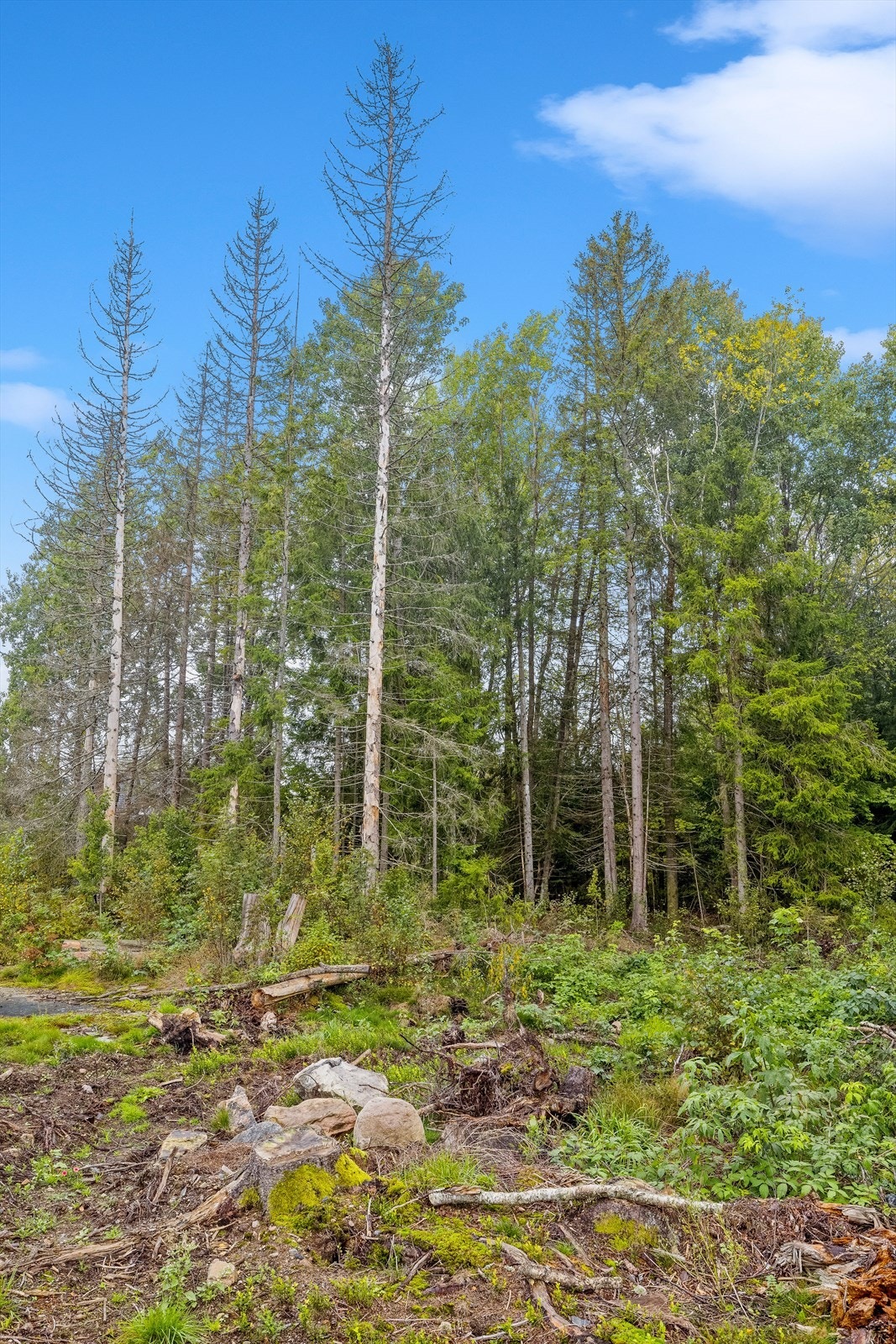 Vann, vei og avløp er under opparbeiding. Galleribilde