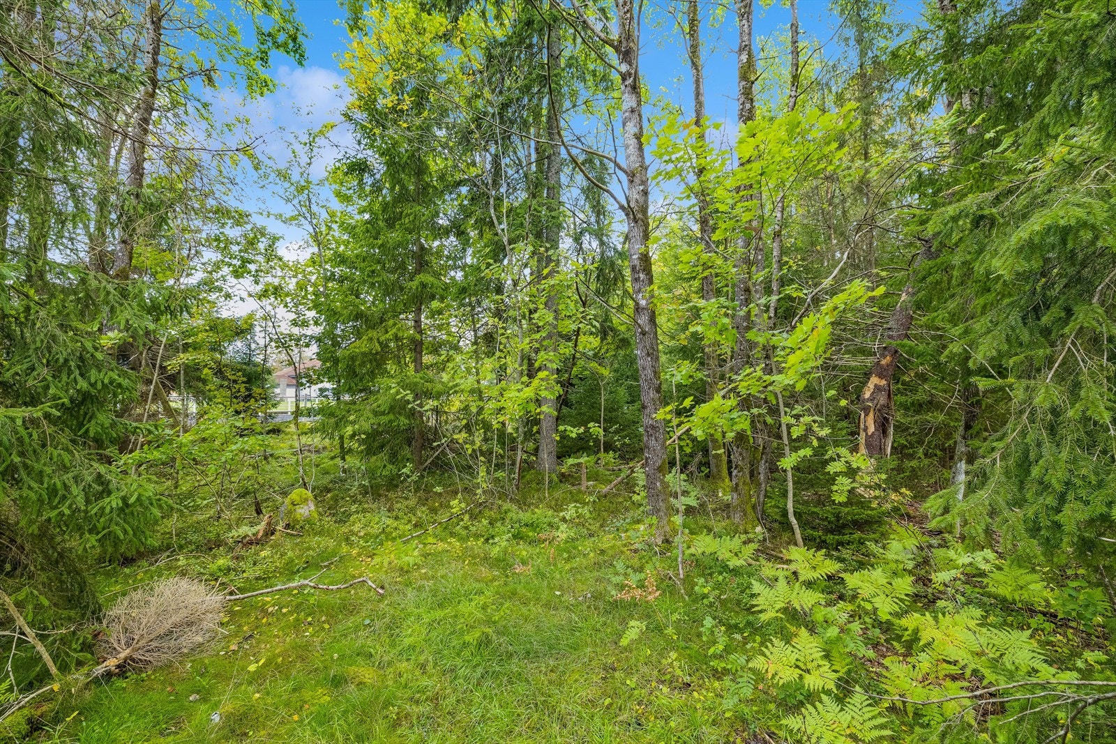 Dette er en råtomt med skogsareal. Galleribilde