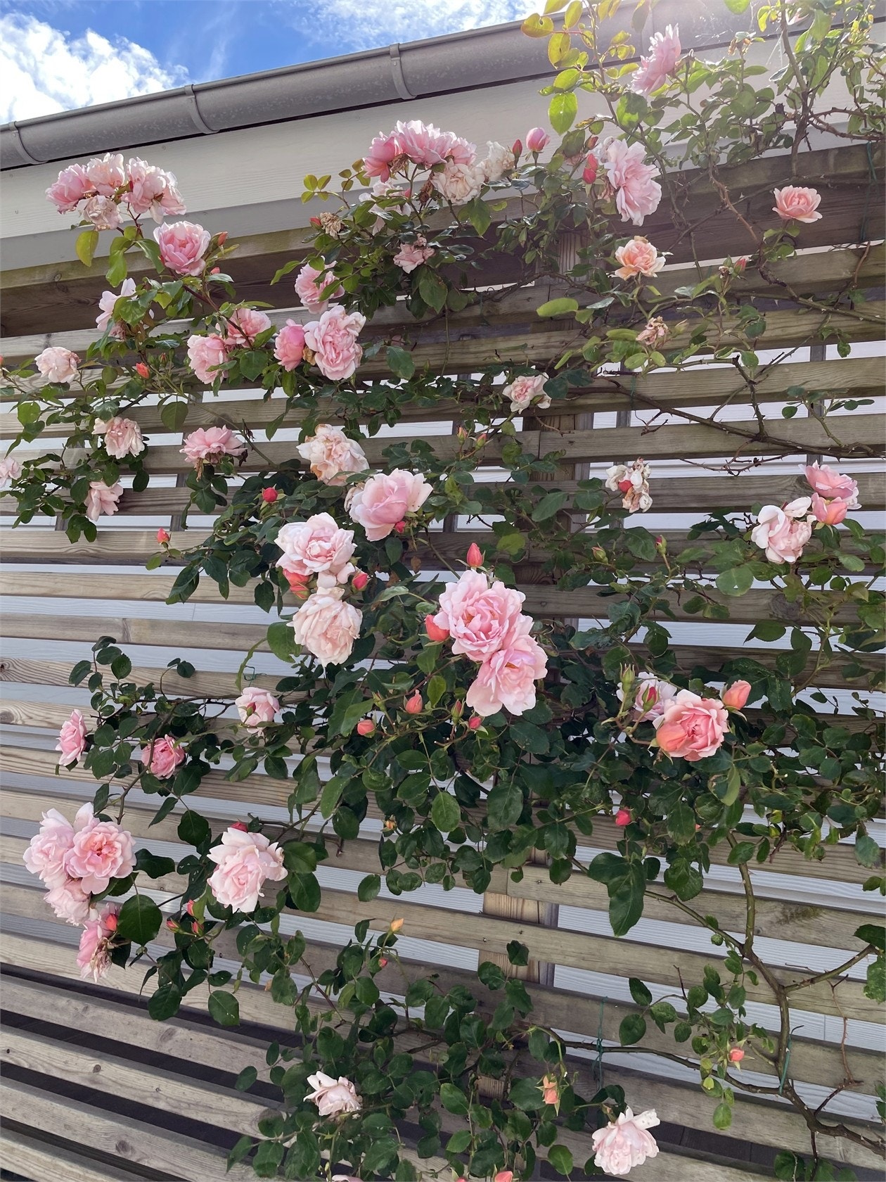 Säljarens sommarbild Galleribilde