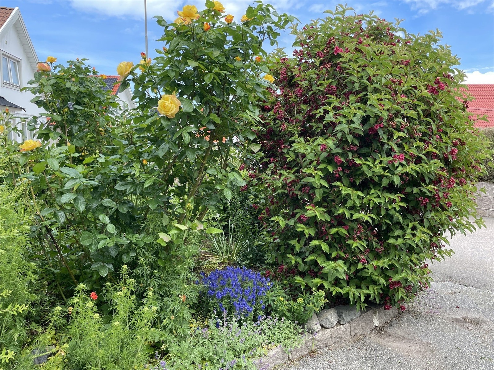 Säljarens sommarbild Galleribilde