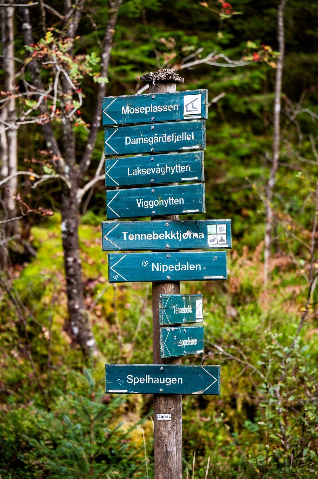 - Kanadaskogen - Galleribilde