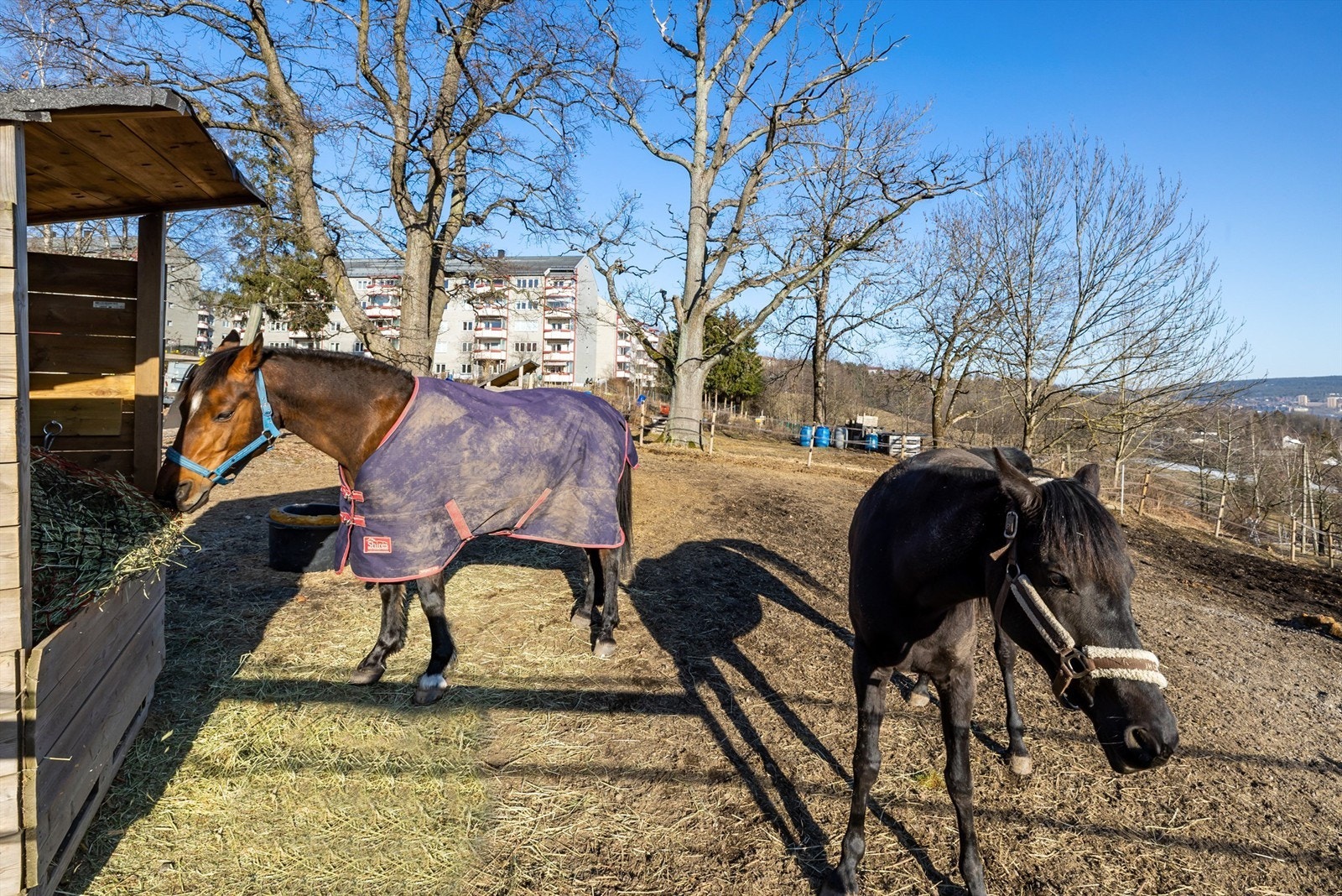 Hester på Årvoll gård Galleribilde