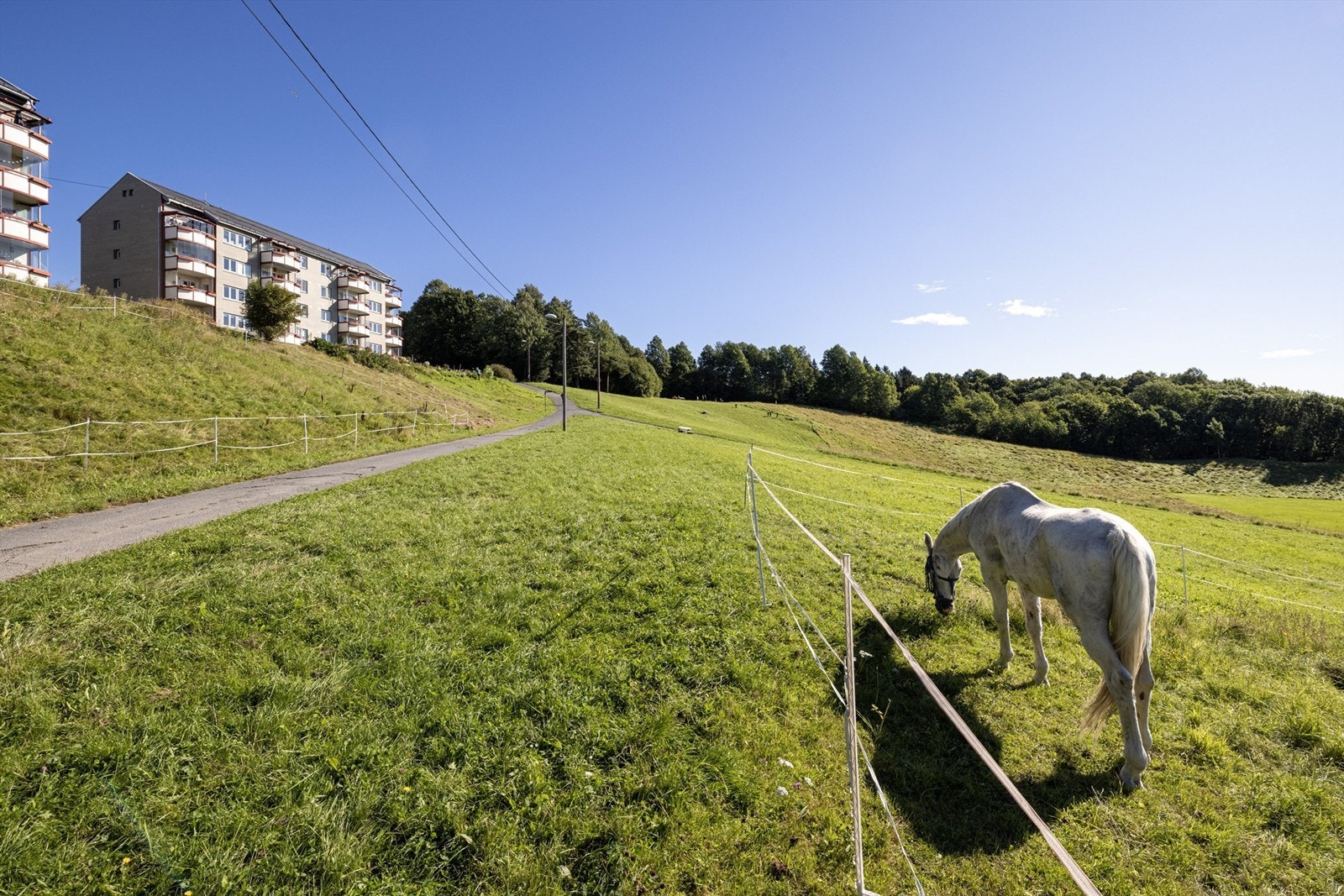 Turvei nedenfor borettslaget Galleribilde