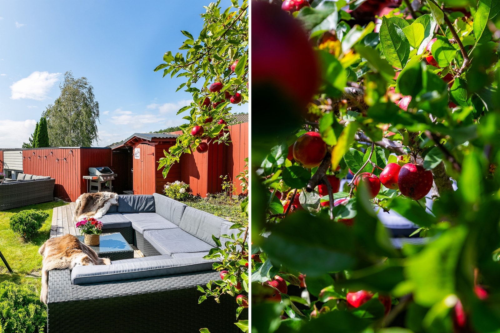 Fra hagens store epletre kan du høste i rikt monn. Galleribilde