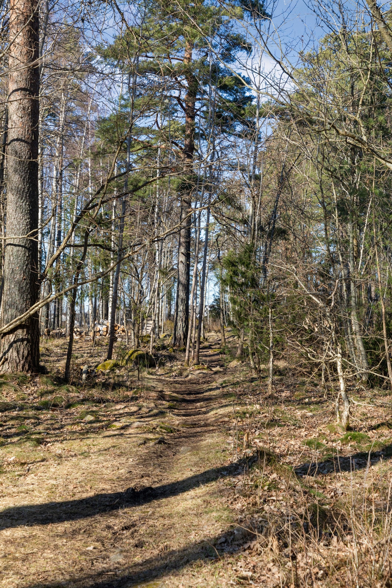 Man kan gå rett ut i fine skogsområder med koselige stier. Galleribilde