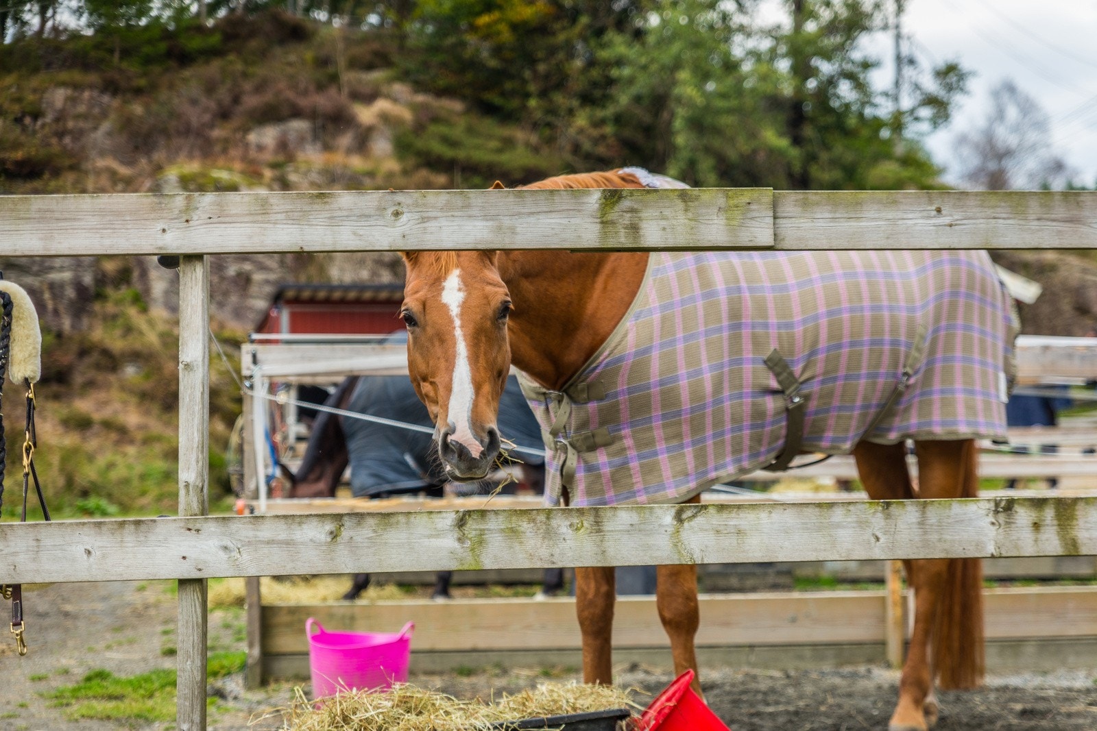 Alvoen Rideklubb - populert tilbud i nærområde Galleribilde