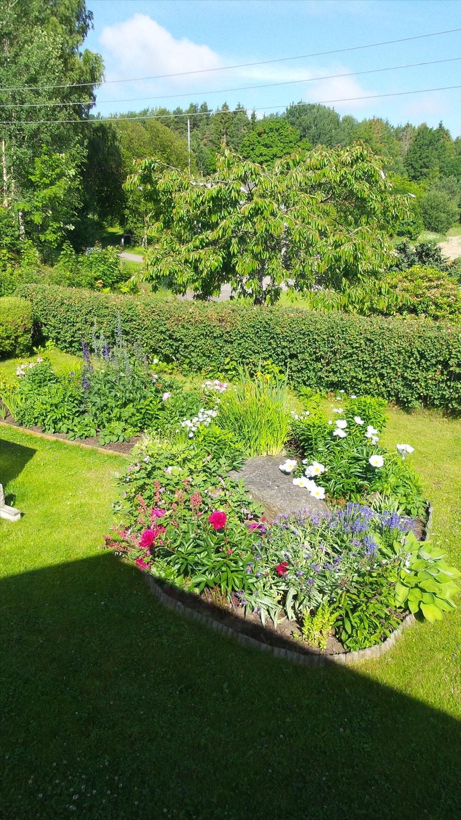 Private sommerbilder av hagen Galleribilde