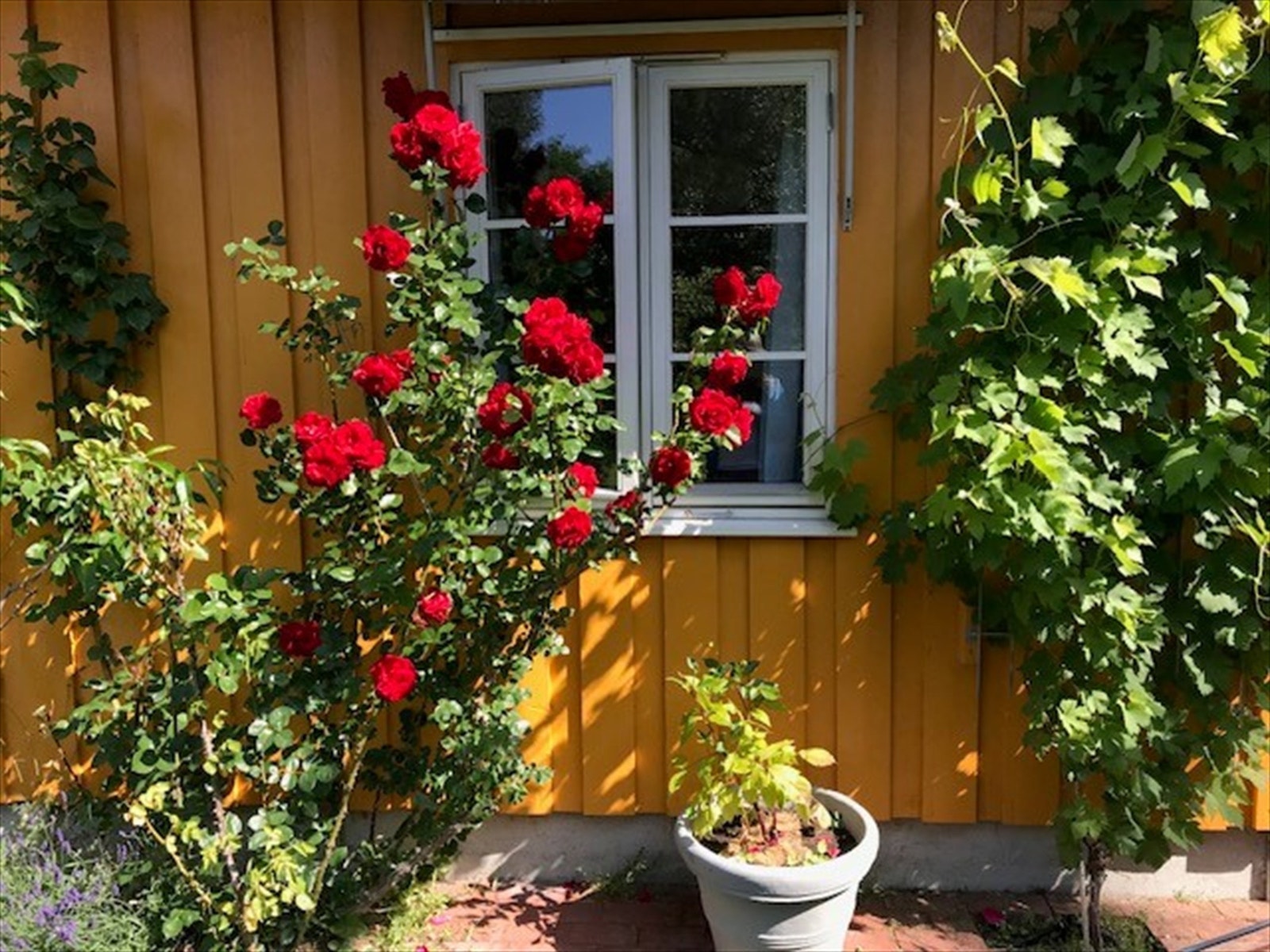 Roser og vinranker. Galleribilde