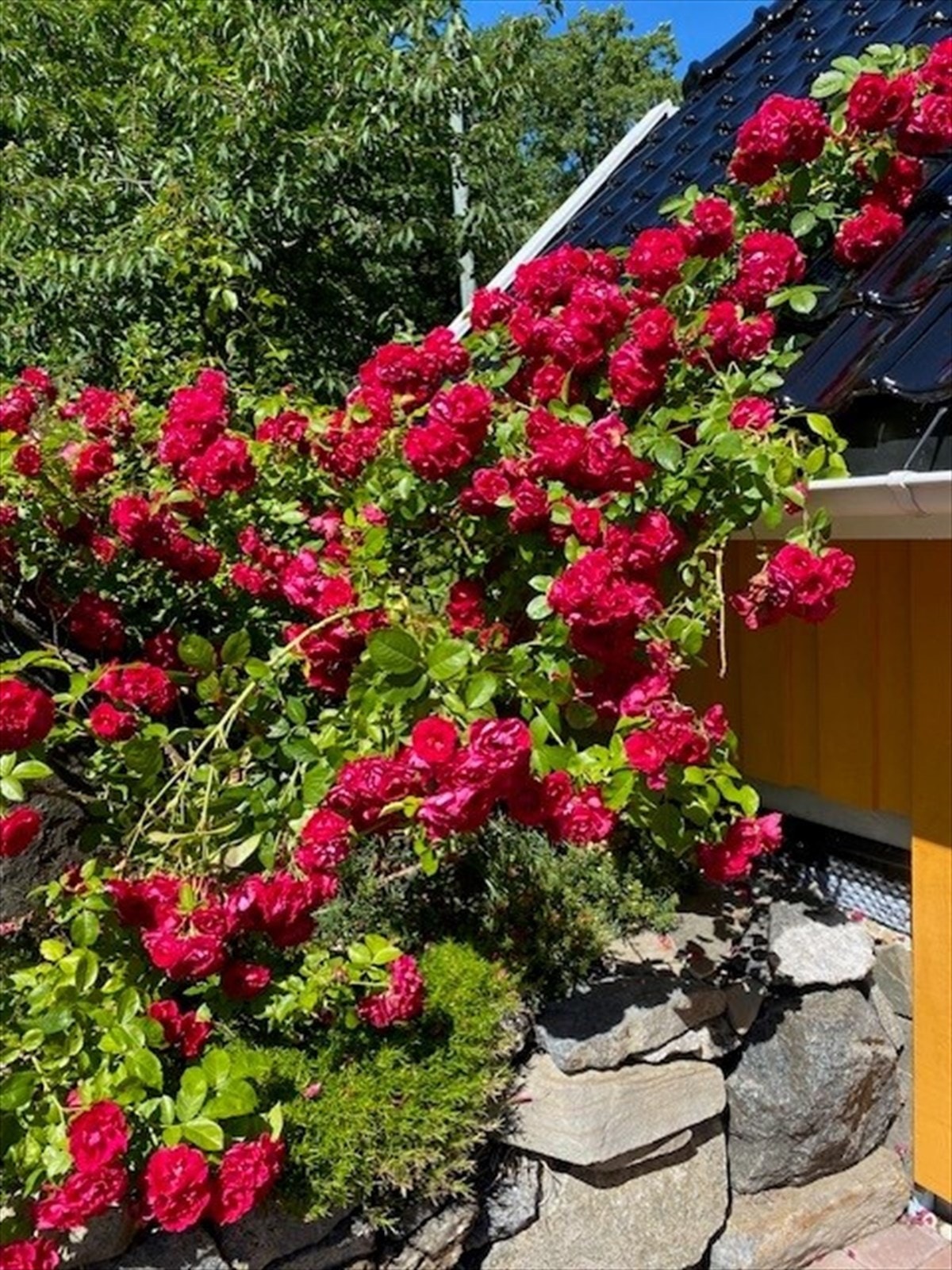 Lekre roser. Galleribilde