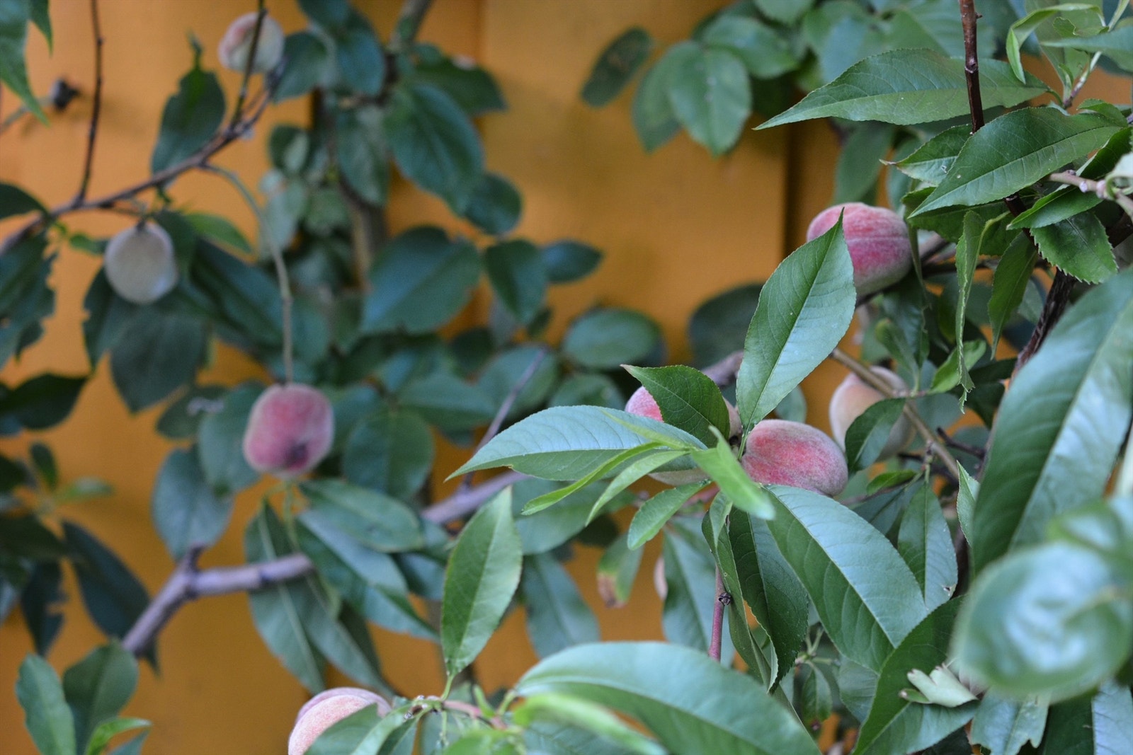 Modne fersken! Galleribilde