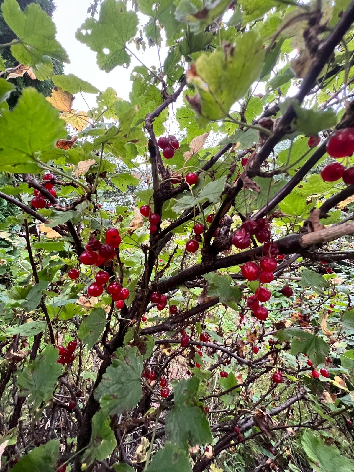 Privat bilde Galleribilde