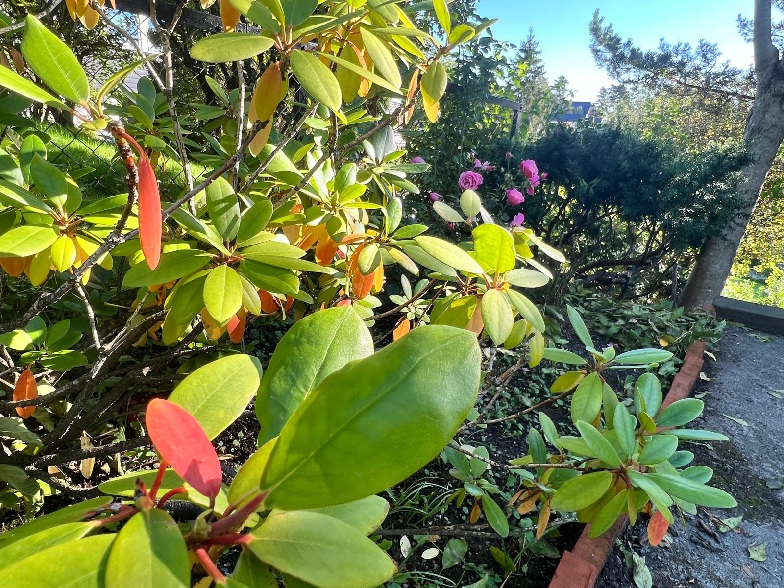 Privat bilde Galleribilde