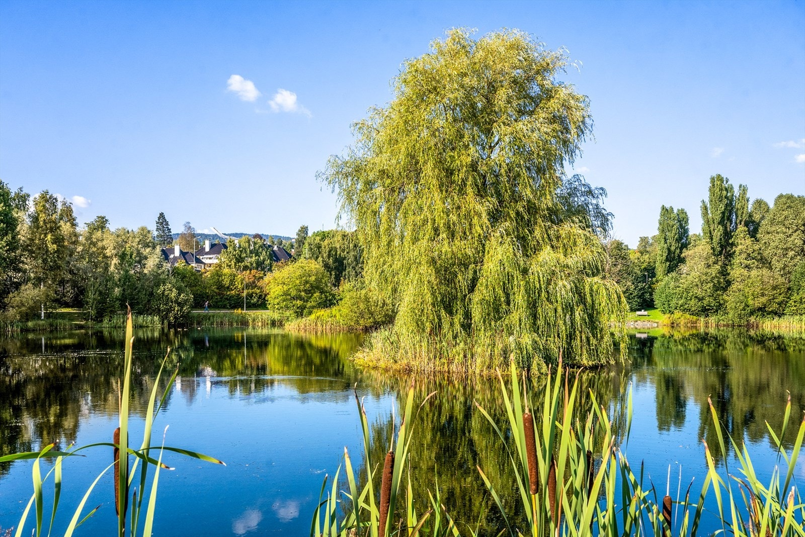 Flott sted for en joggetur eller for å mate ender med barna. Galleribilde