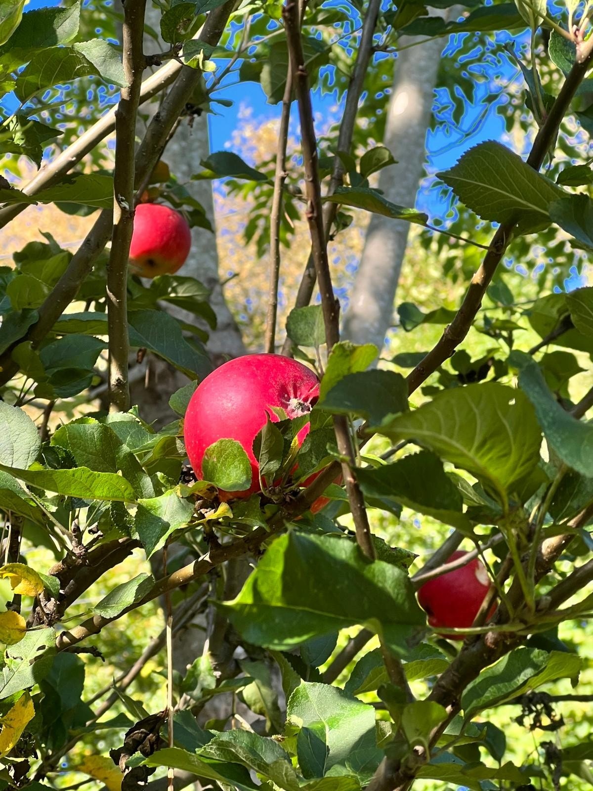 Privat bilde Galleribilde