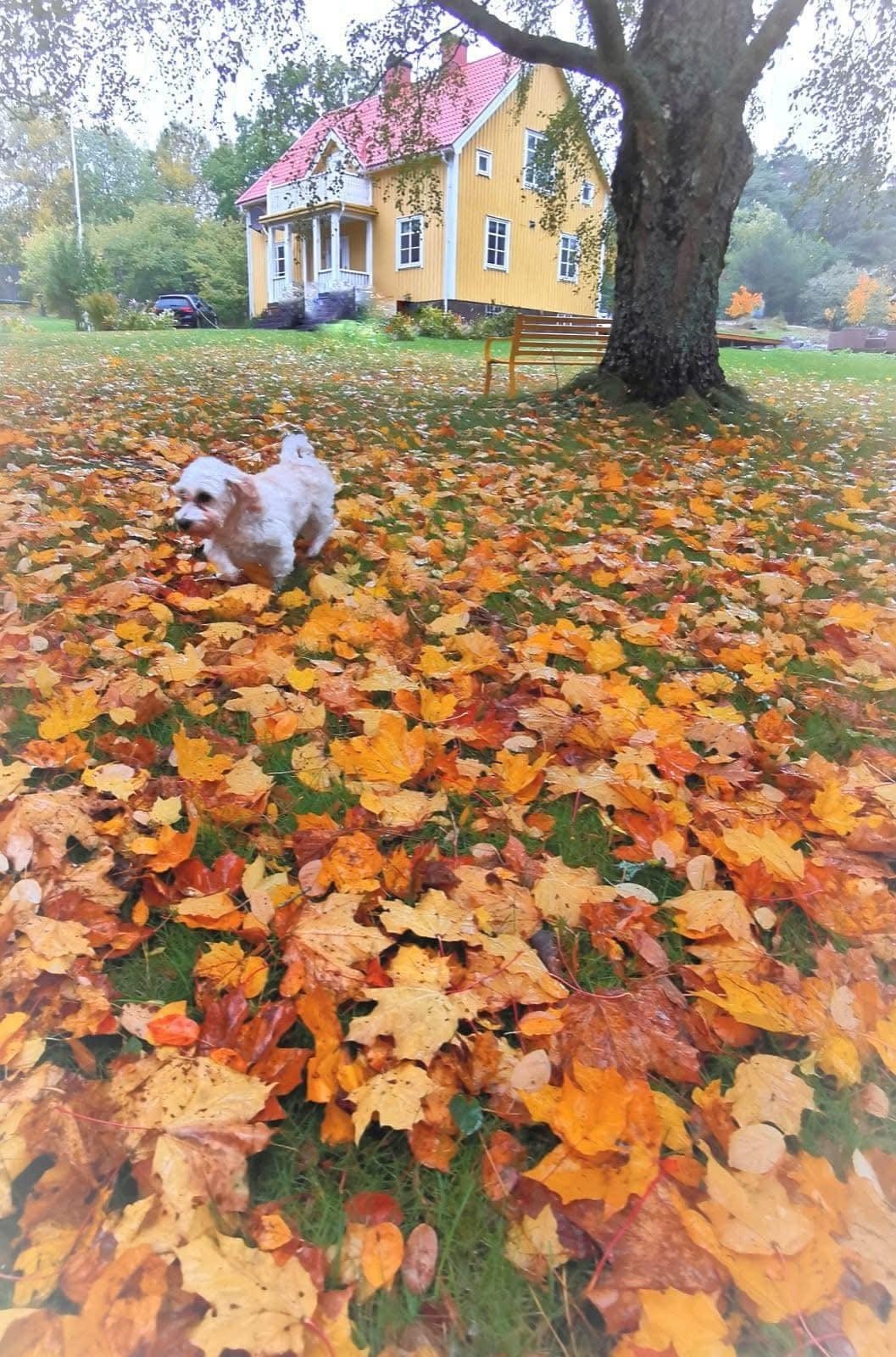 Hundlycka i trädgården Galleribilde